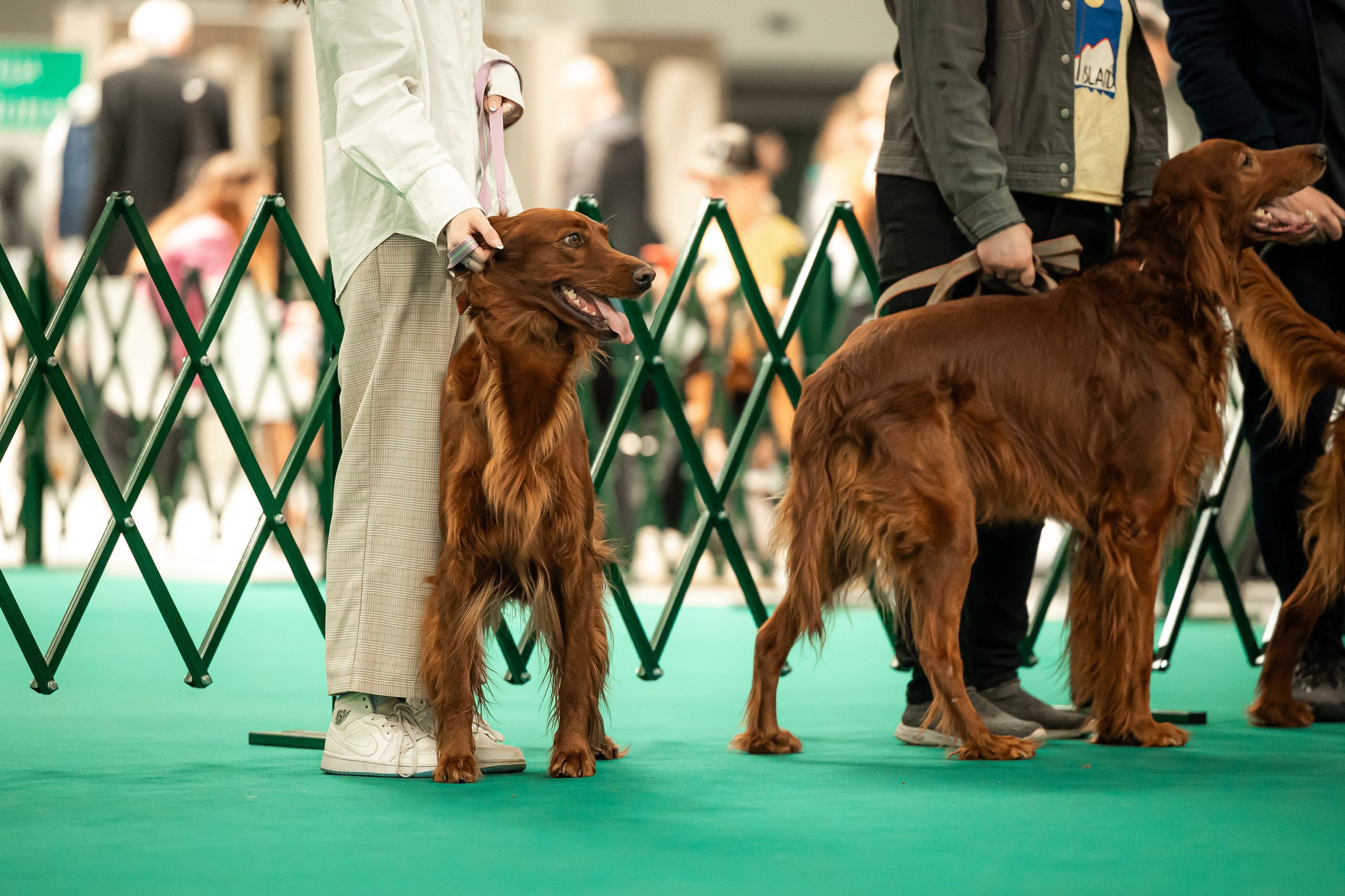 Выставка сеттеров 19.05.24