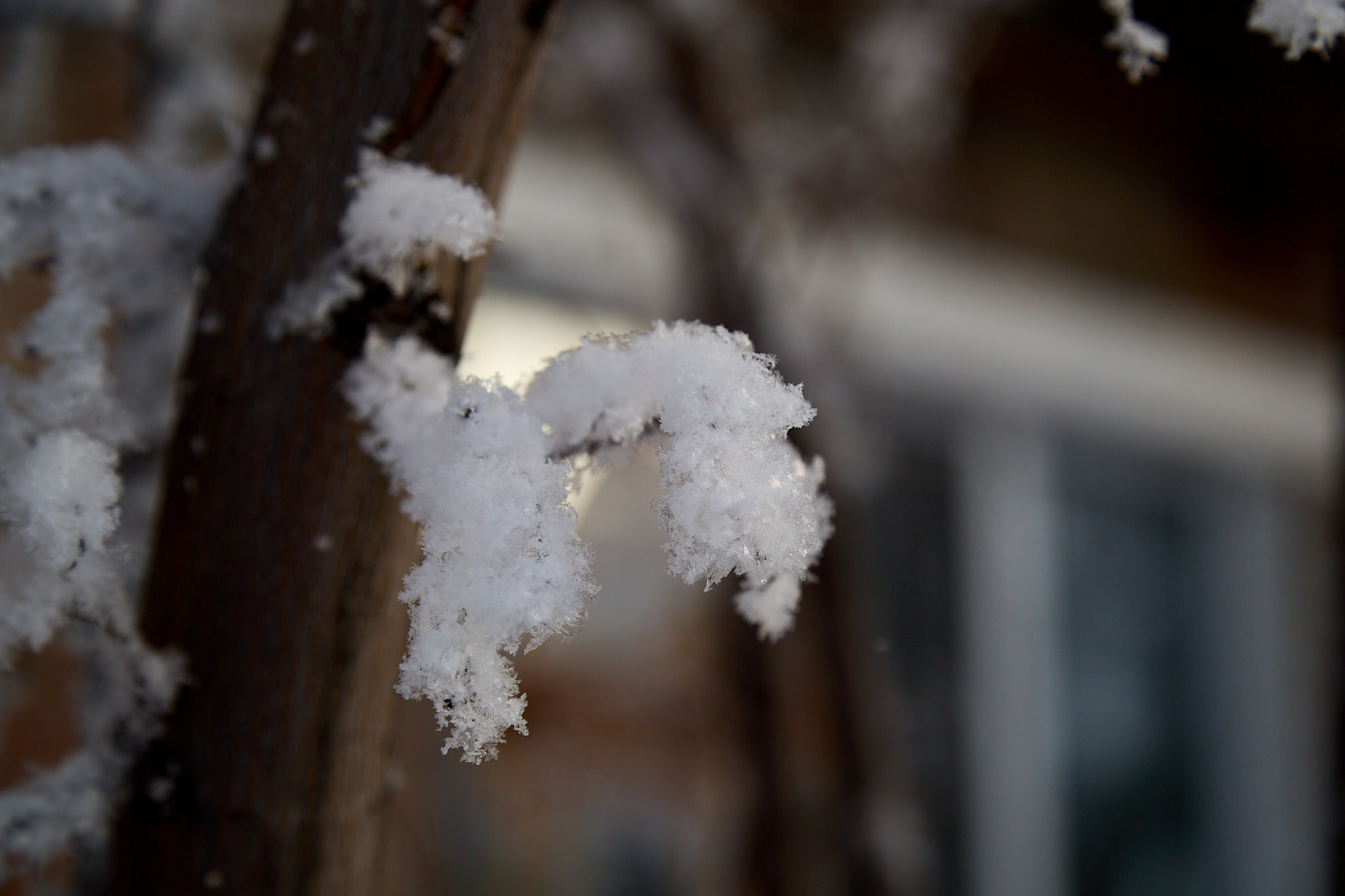 Предновогодняя сказка. Фотограф Омск | Александр Вандеров