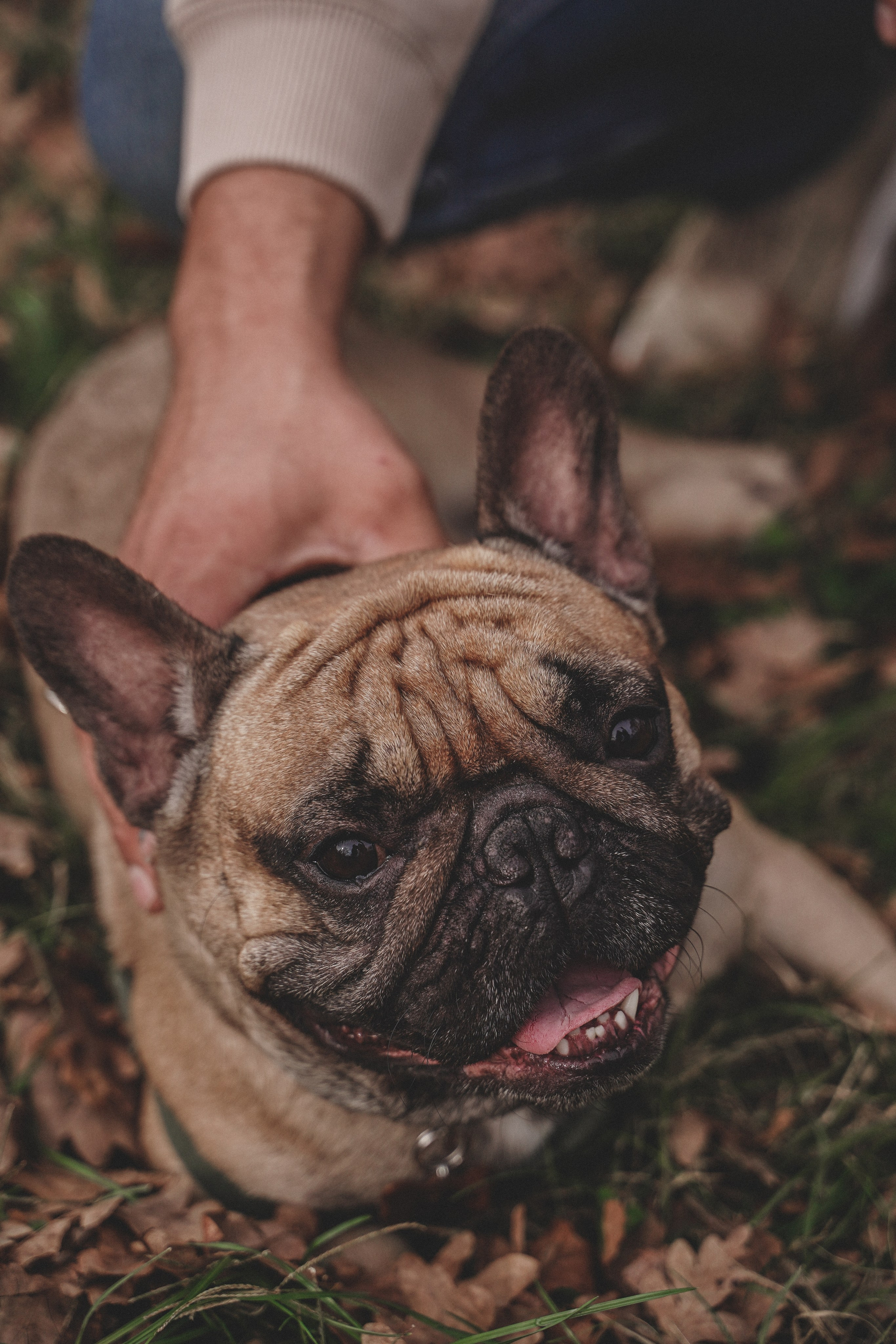 Фотосессия с собакой в Солнечном острове. Семейный и женский фотограф в Краснодаре Анастасия Приймак