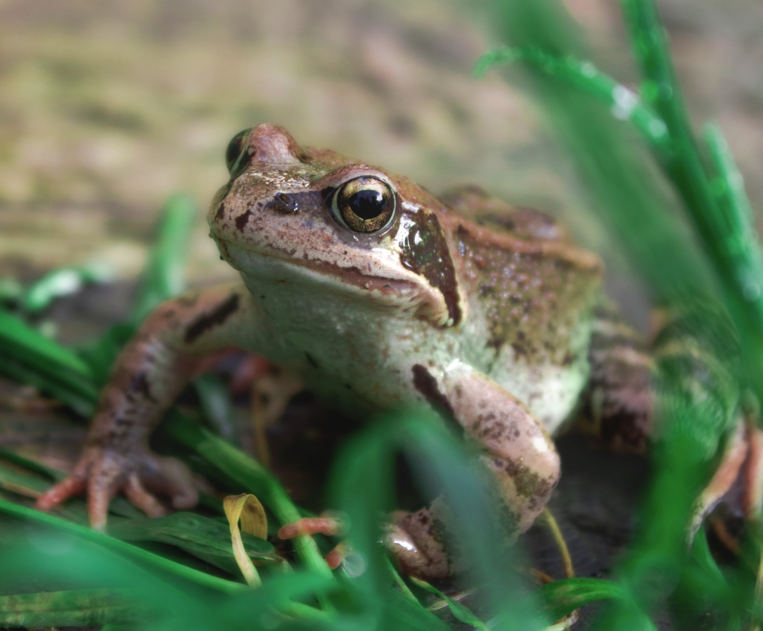 Животные. Обо всём