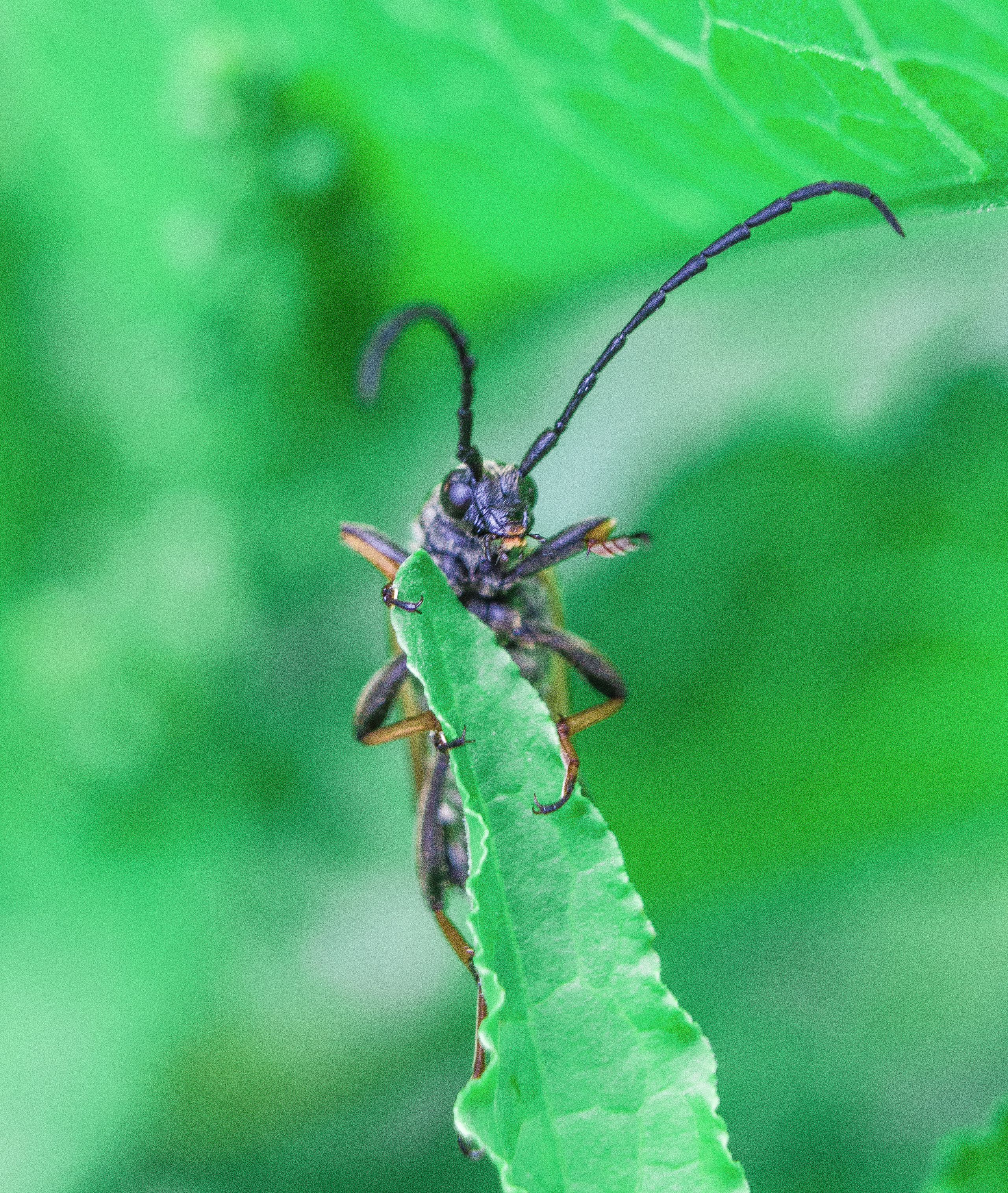 Макро. Обо всём