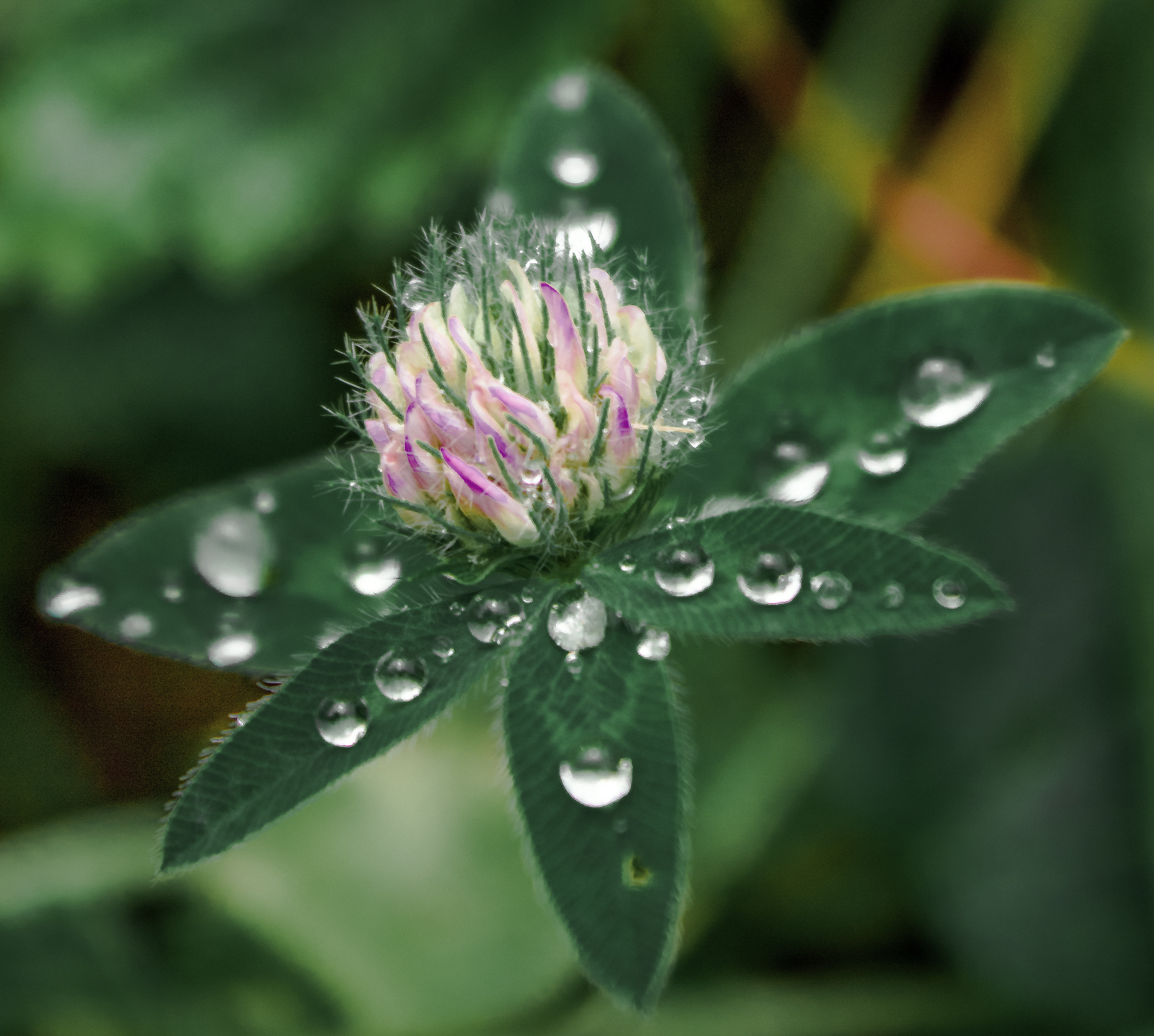 Природное. Обо всём