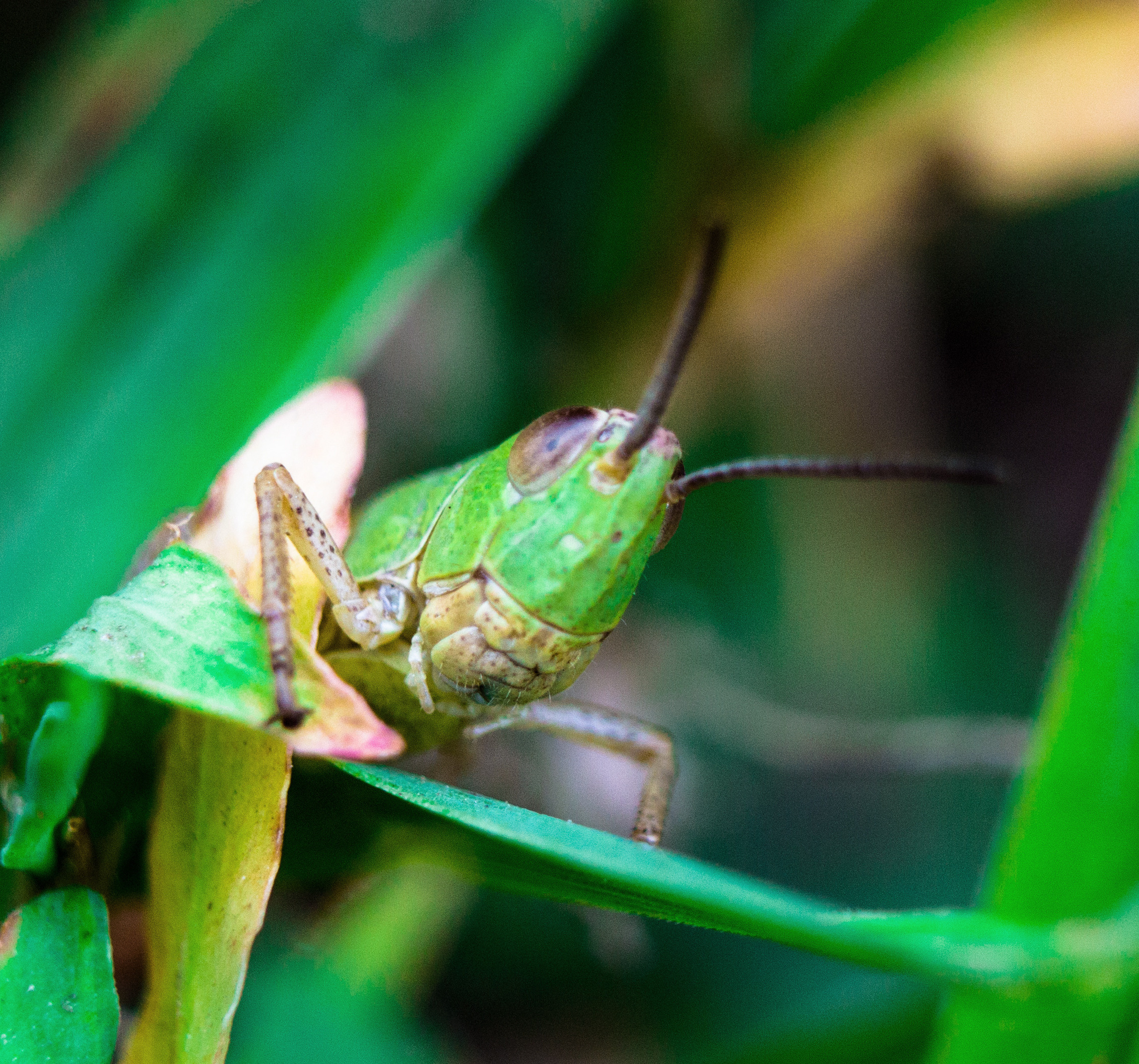 Макро. Обо всём