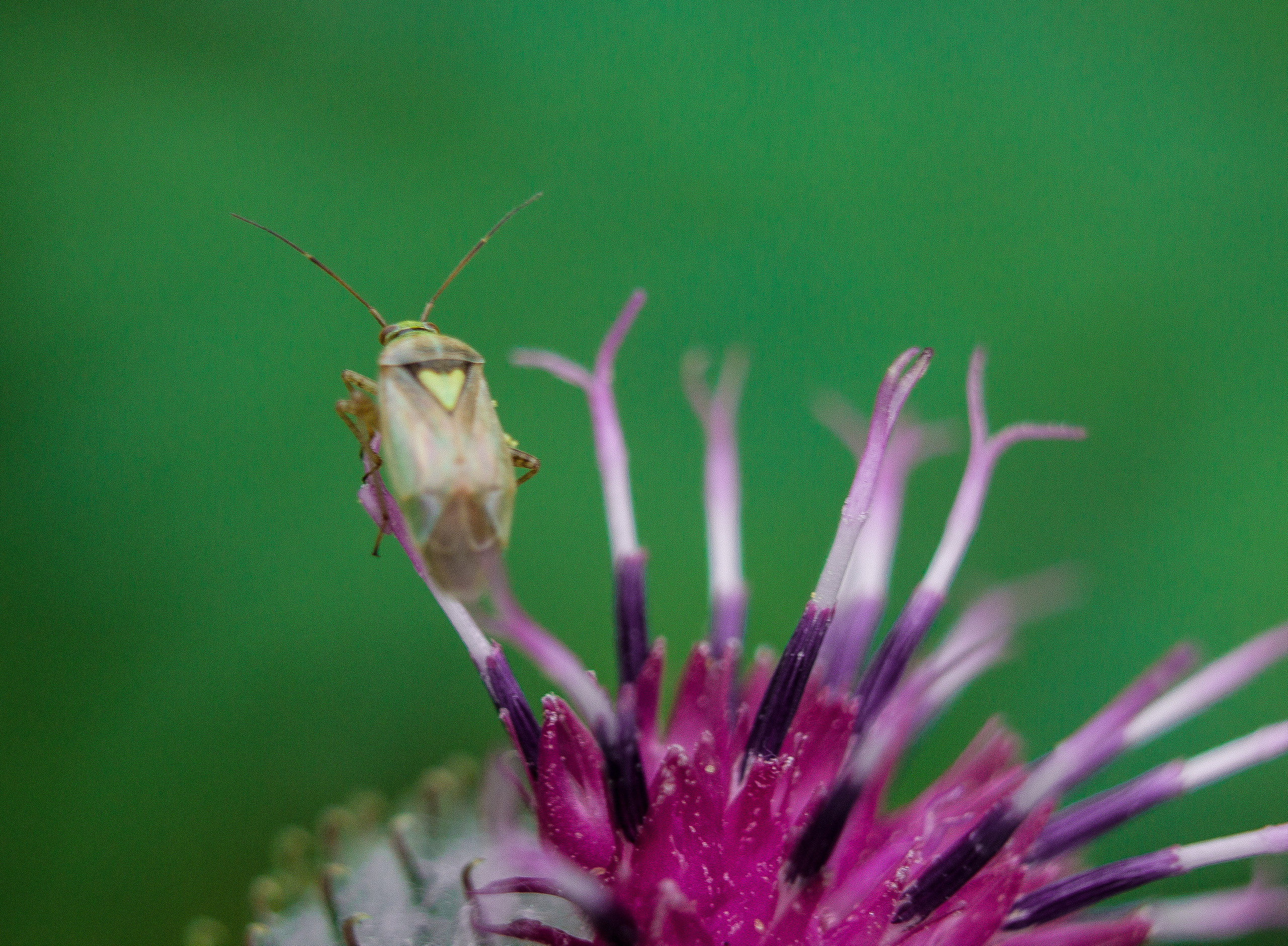 Макро. Обо всём