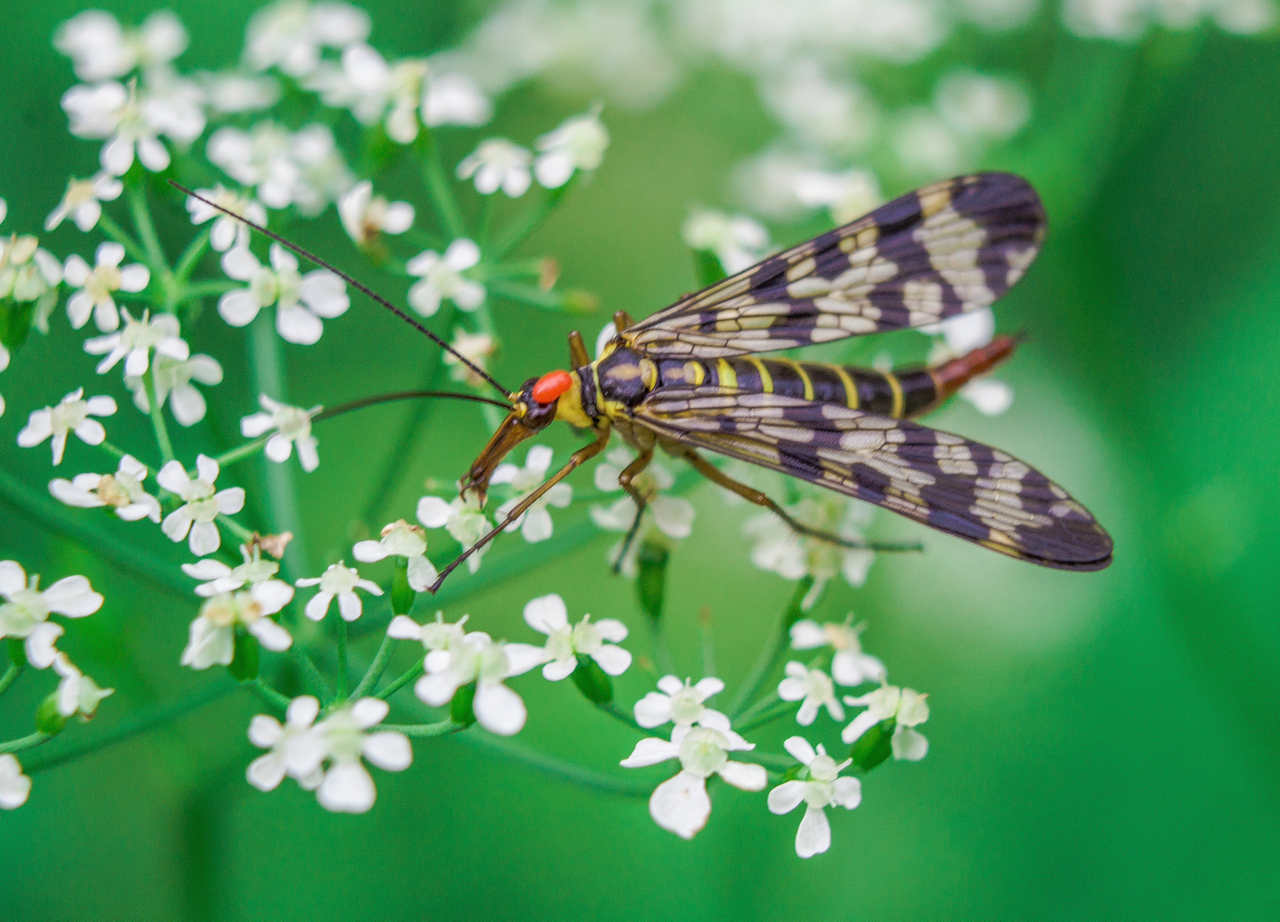 Макро. Обо всём