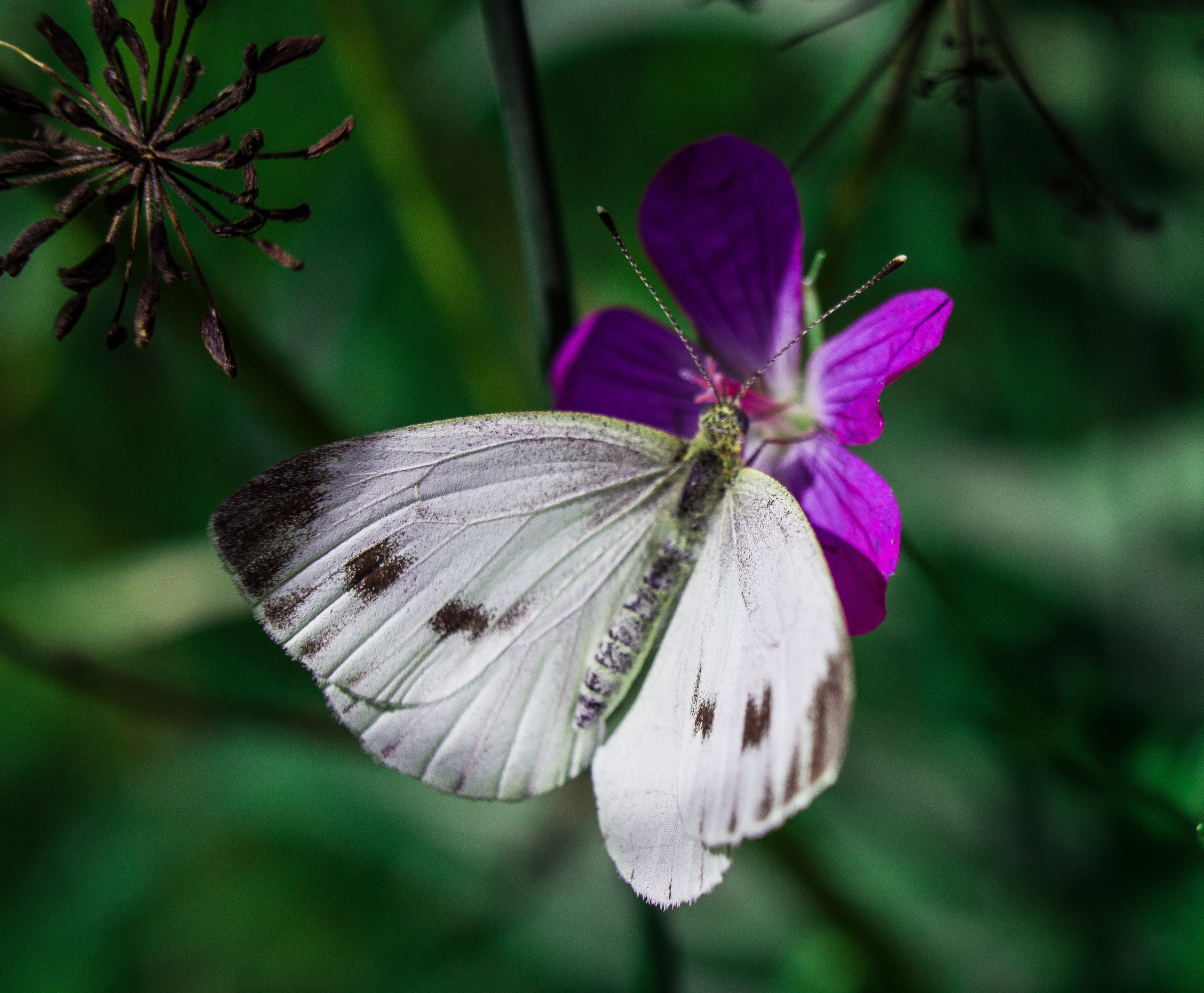 Макро. Обо всём