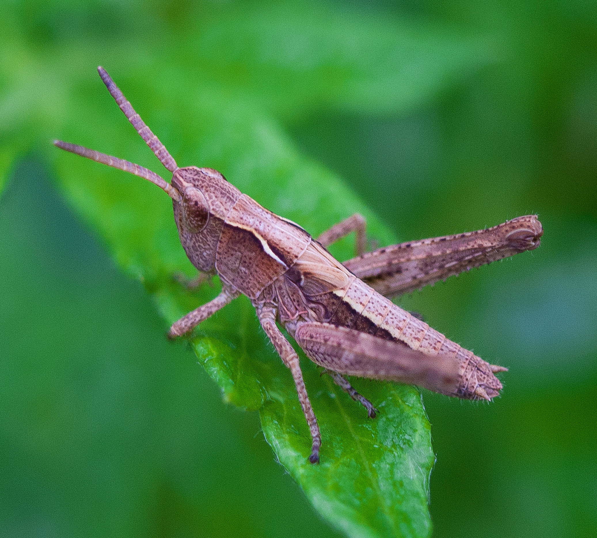 Макро. Обо всём