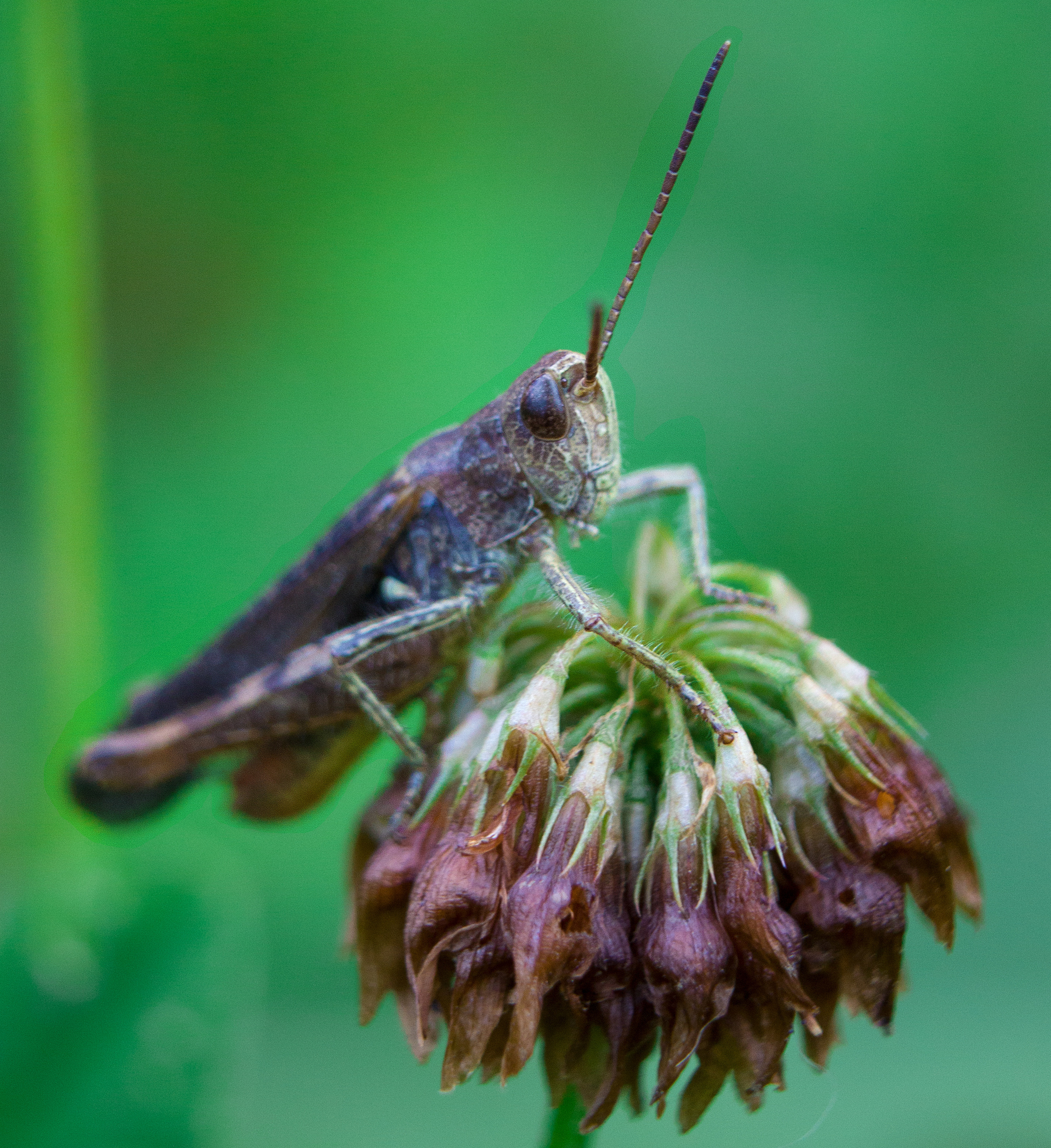 Макро. Обо всём