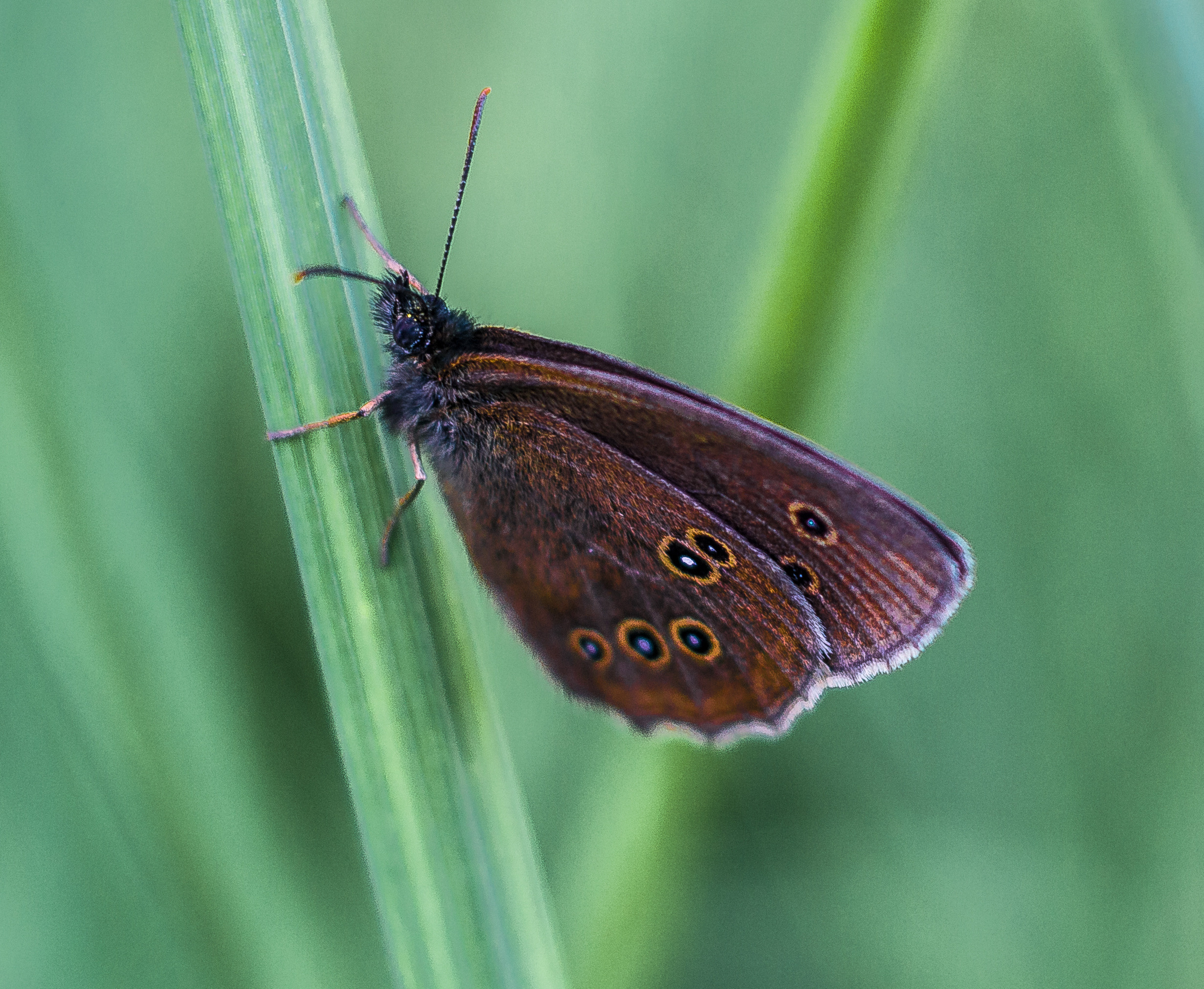 Макро. Обо всём