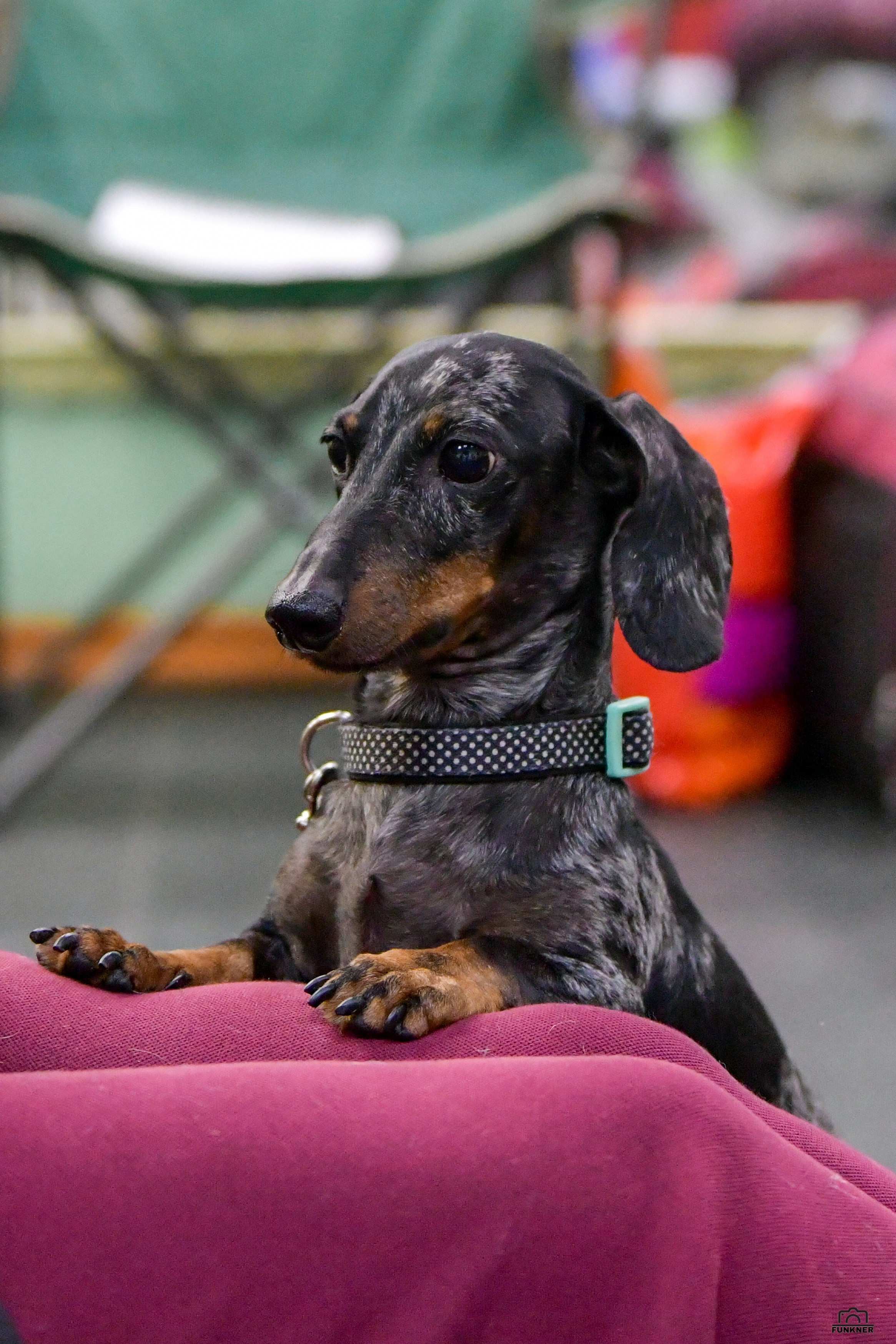 Кинологический клуб «Бодрый хвост». Свой взгляд через объектив