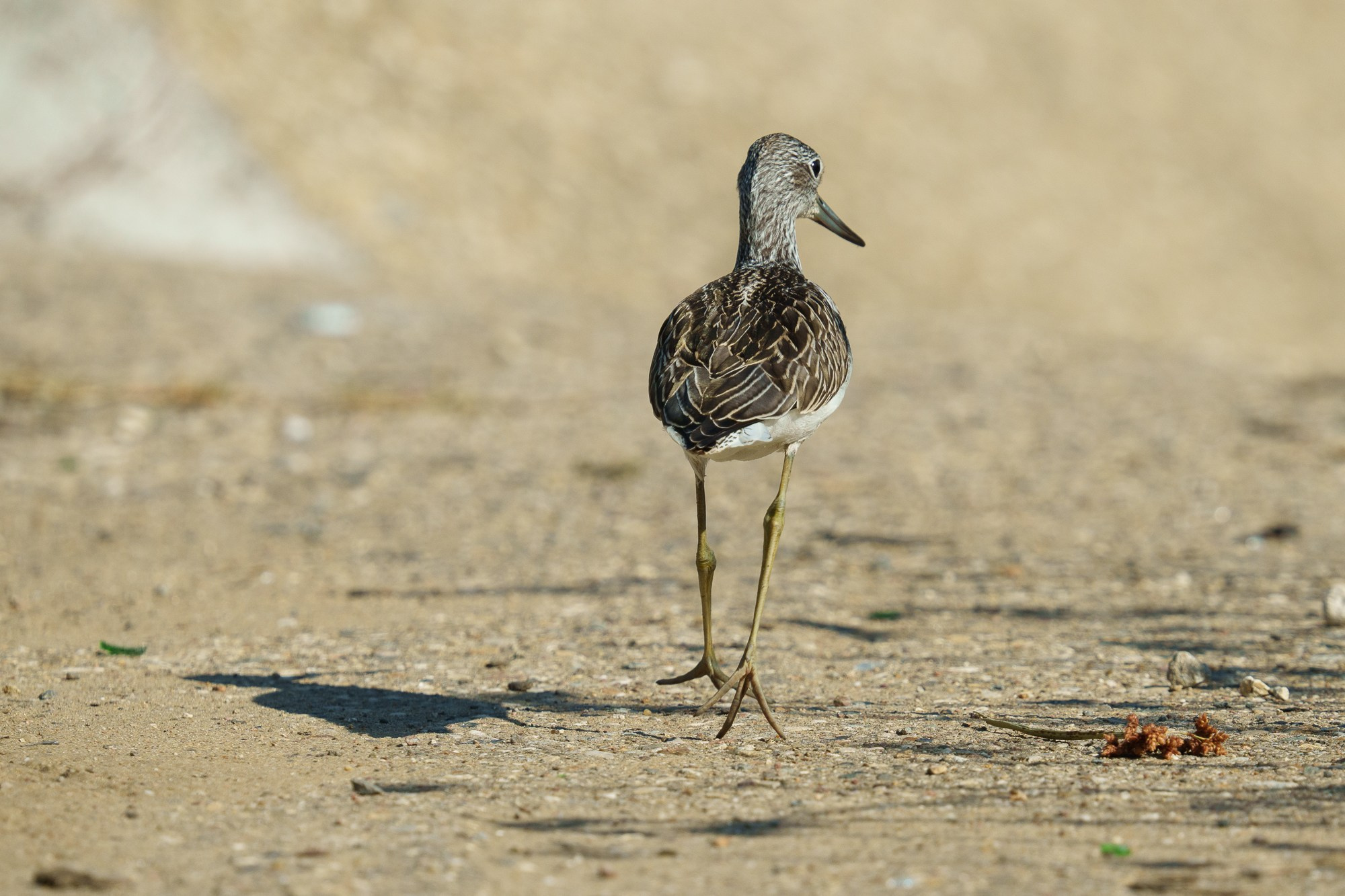 Удивительные мир птиц. Вокруг нас столько прекрасного — присмотритесь!. Ваш личный фотограф Марина Волкова