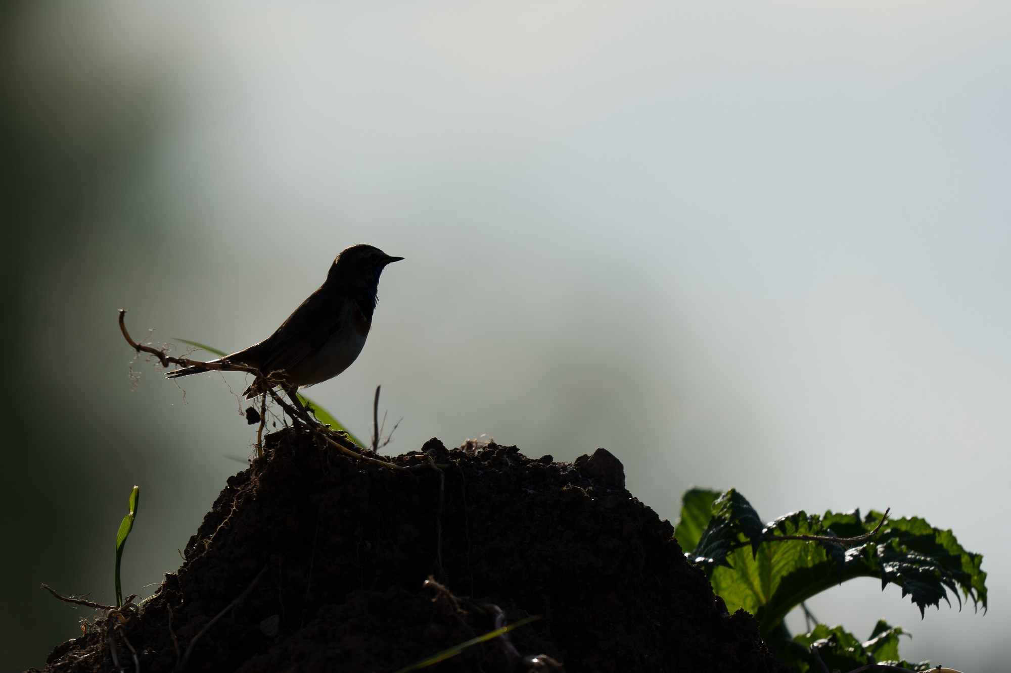 Удивительные мир птиц. Вокруг нас столько прекрасного — присмотритесь!. Ваш личный фотограф Марина Волкова