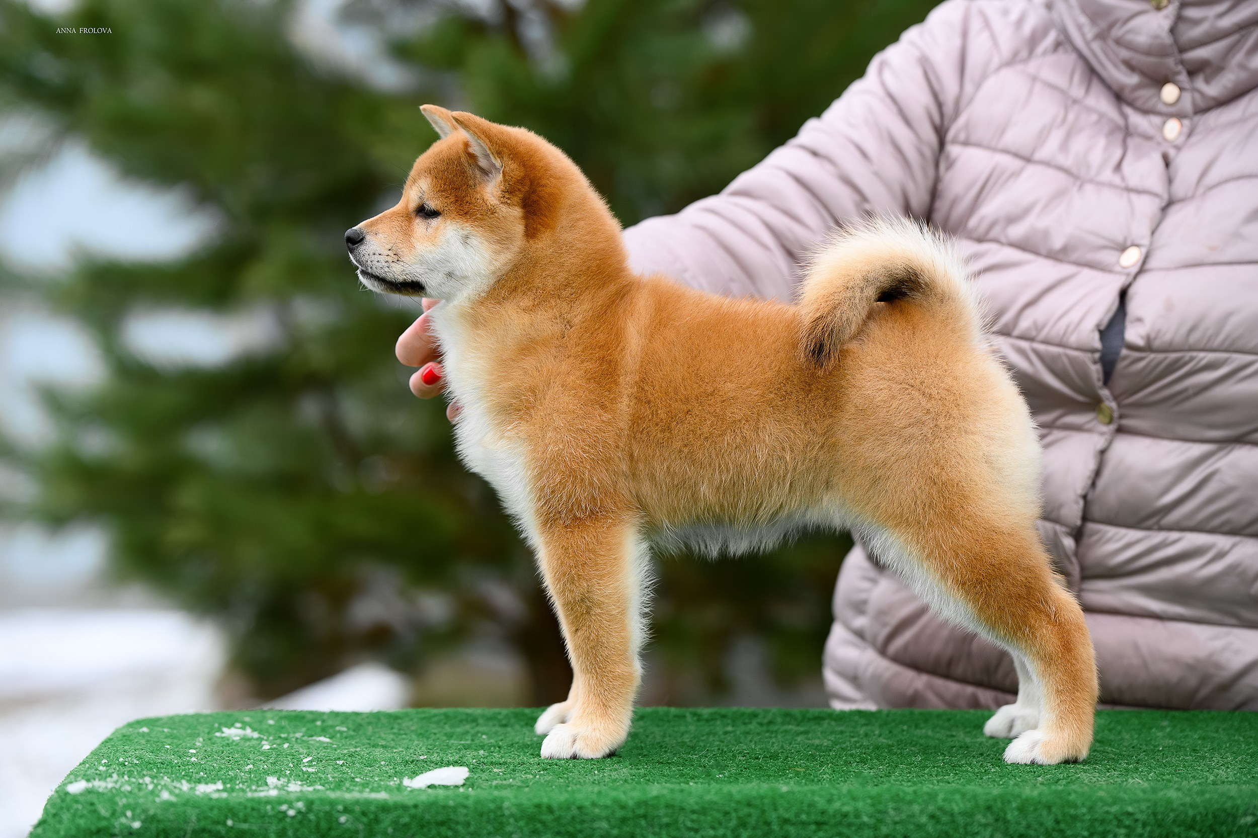 SHIBA. SHIOMARU Shiba and Akita Inu Kennel