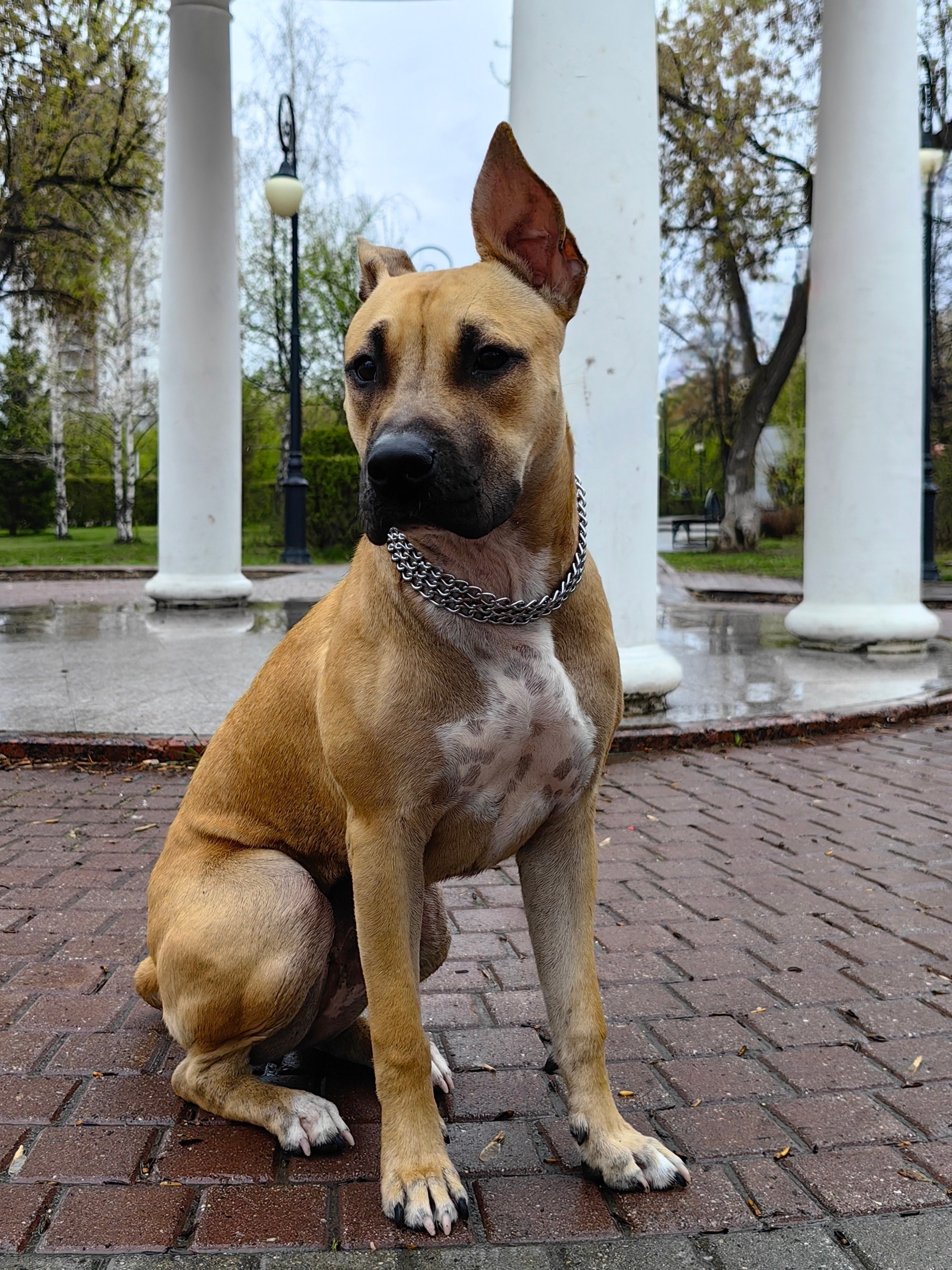 Любимые хвостики