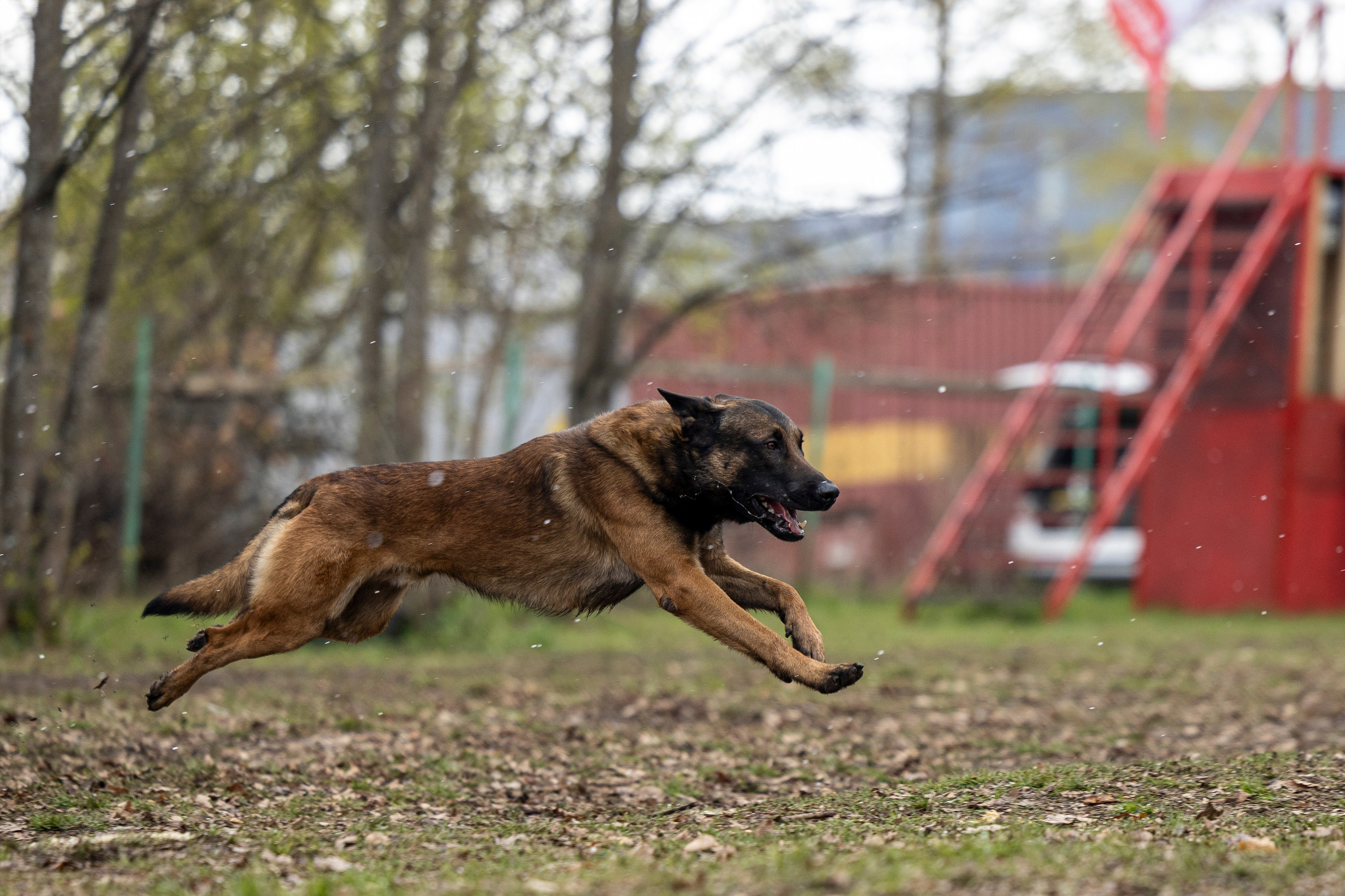 Квалификационные состязания по мондьорингу г. Вологда 11.05.24. Фотограф-анималист Анна Маринич