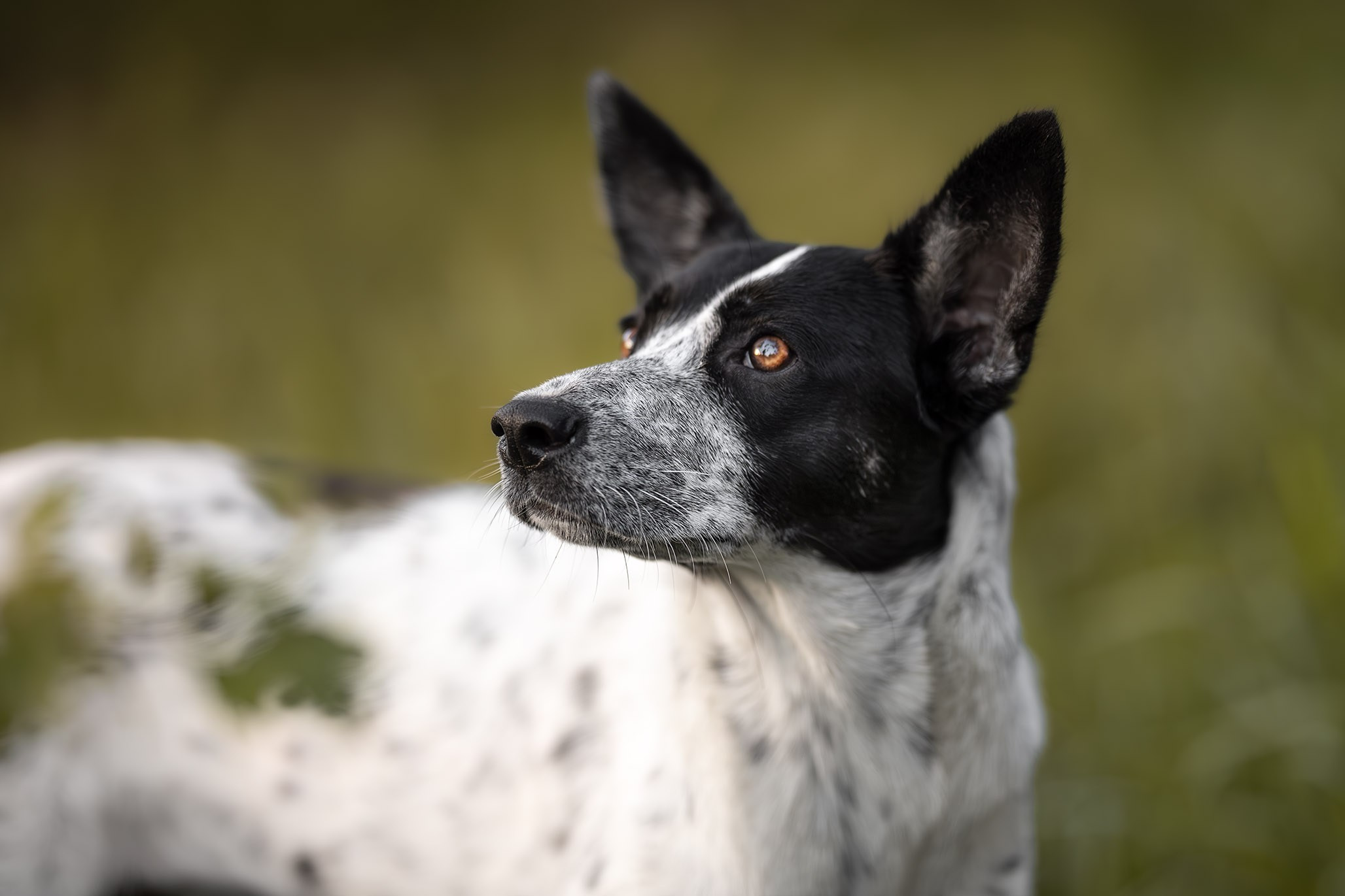 Кураторские питомцы из Веселого. Ирина Голомб|Фотограф-анималист в  Сочи и Калининграде