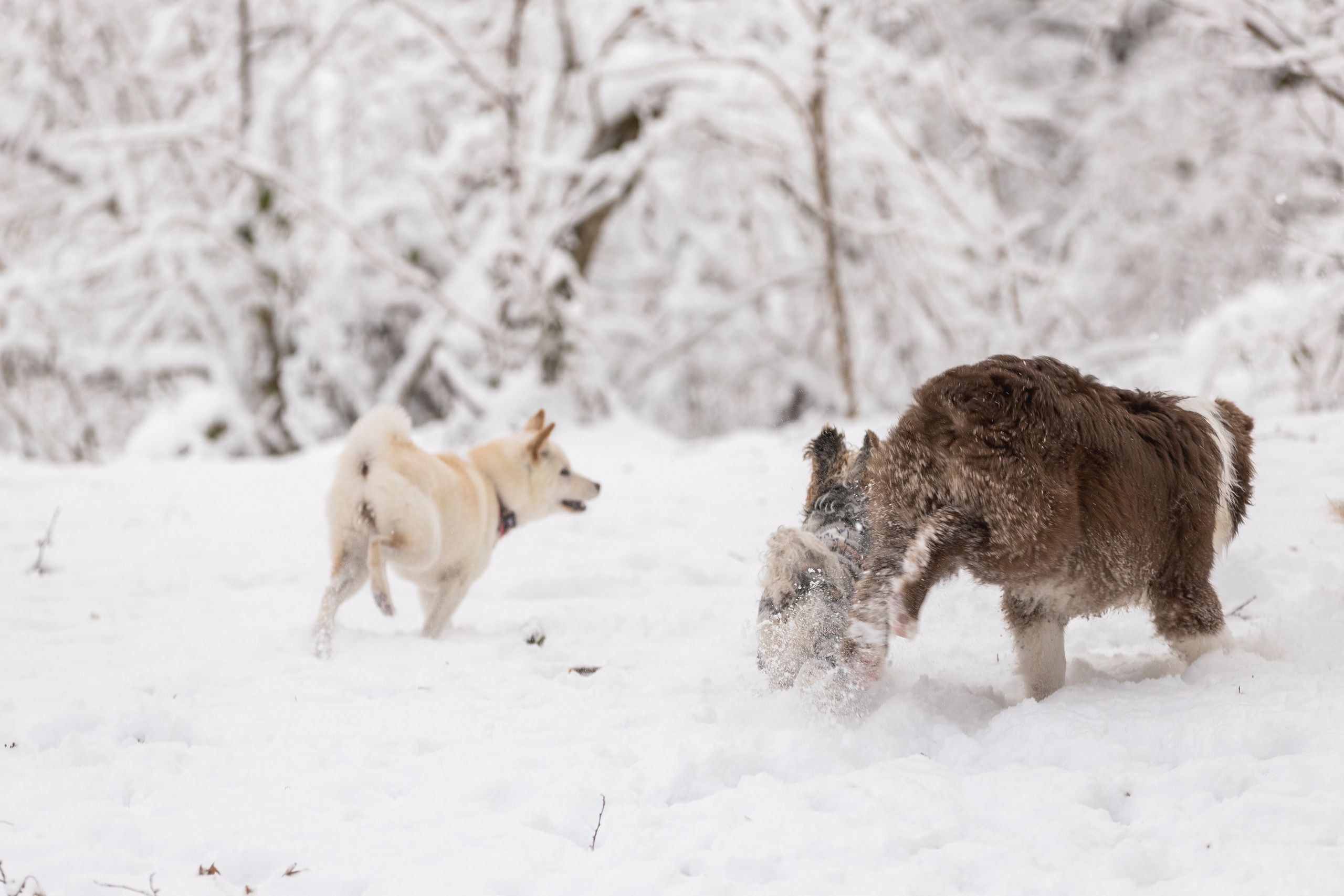 Догтуса Тропа Ефремова. Ирина Голомб|Фотограф-анималист в  Сочи и Калининграде