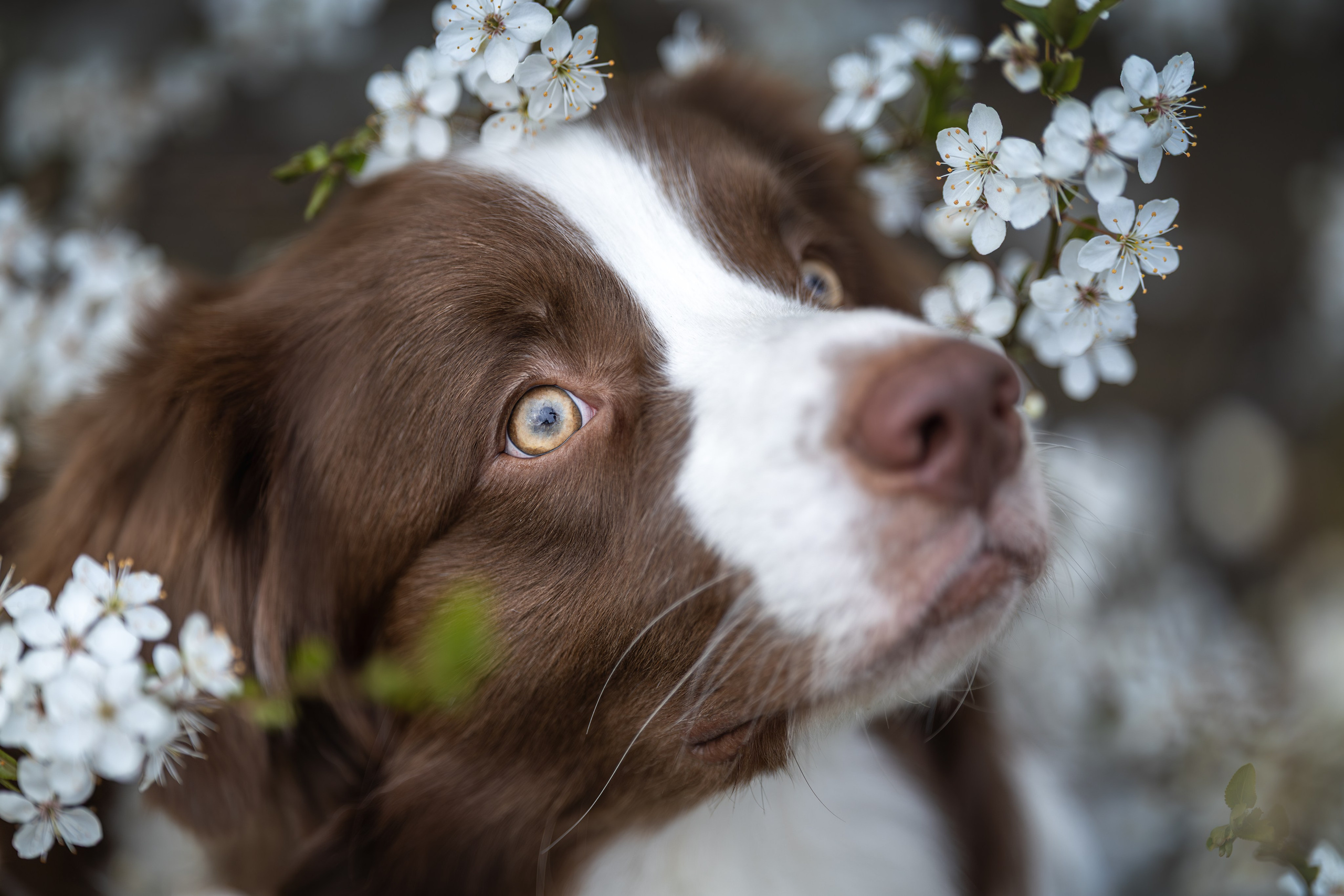 Дин, Австралийская Овчарка. Ирина Голомб|Фотограф-анималист в  Сочи и Калининграде