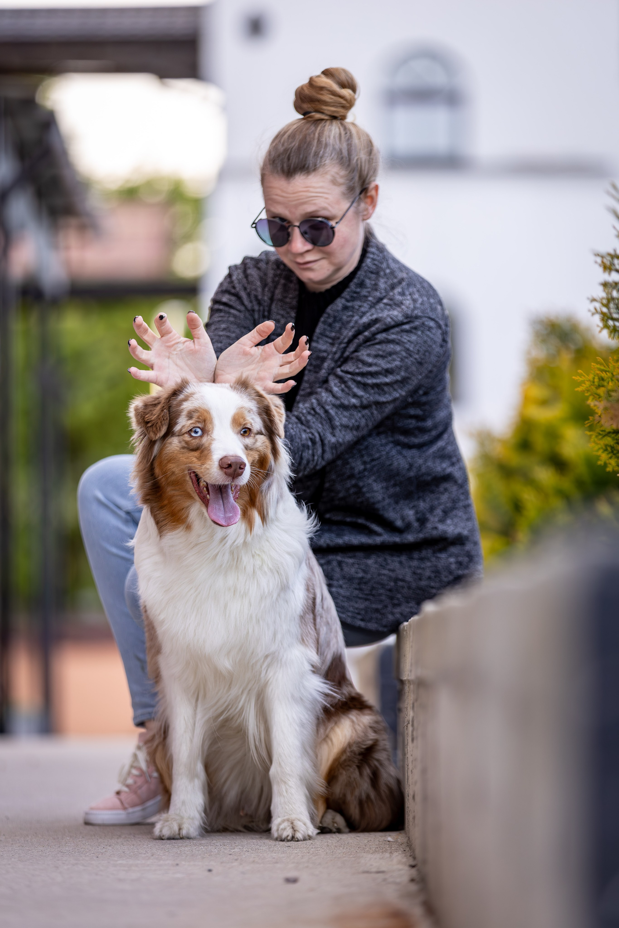 Полли, Австралийская Овчарка. Ирина Голомб|Фотограф-анималист в  Сочи и Калининграде