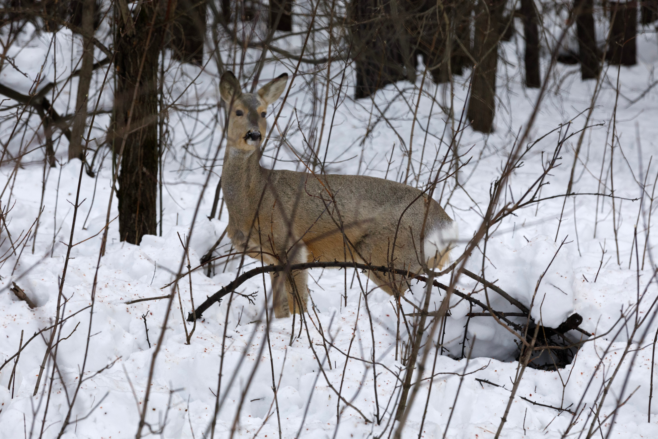 Косули. Фотограф Андрей Гузеев