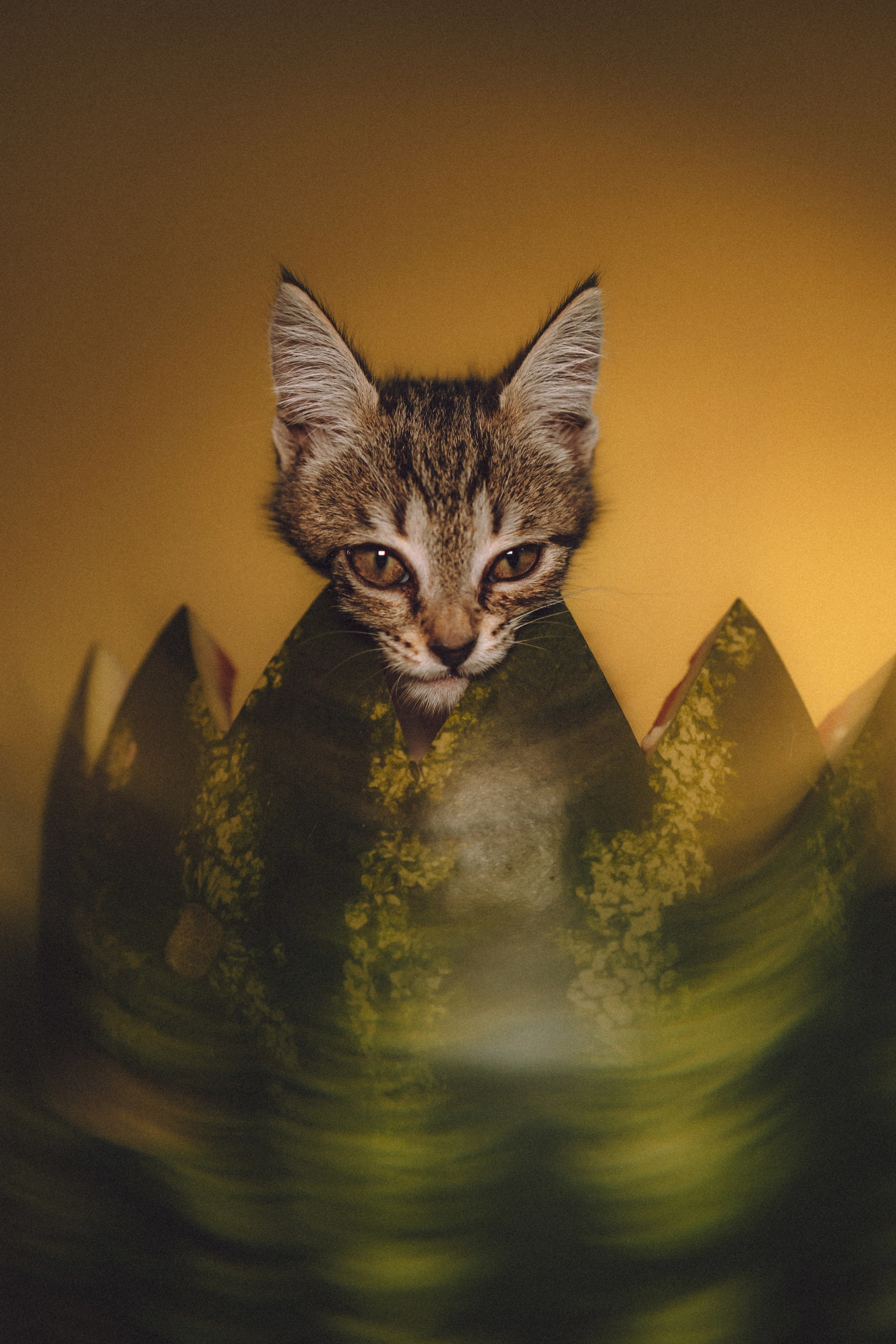 Сирена и арбуз