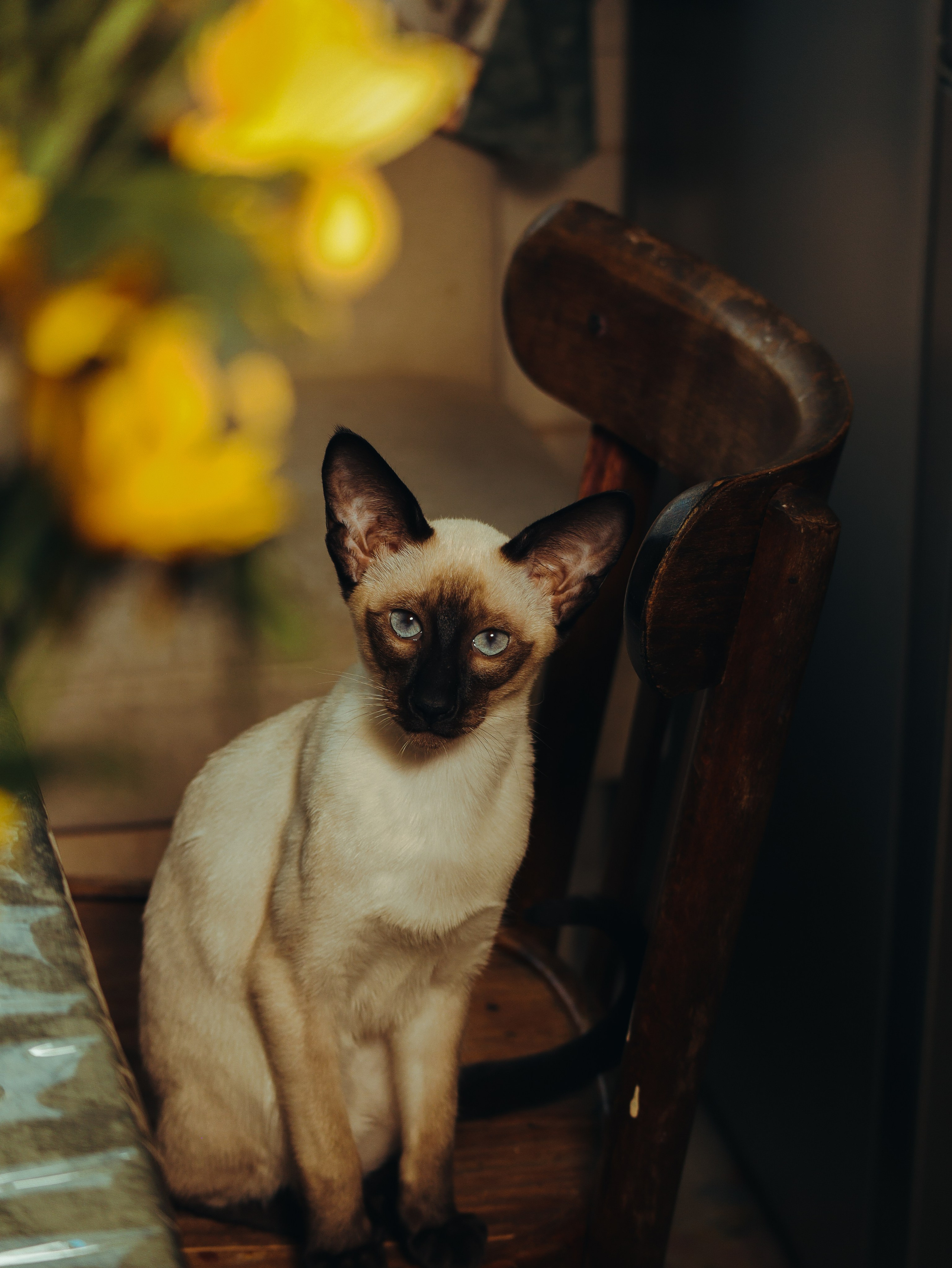 Питомцы. Кинематографичный фотограф, видеограф Лина Плешакова, Санкт-Петербург