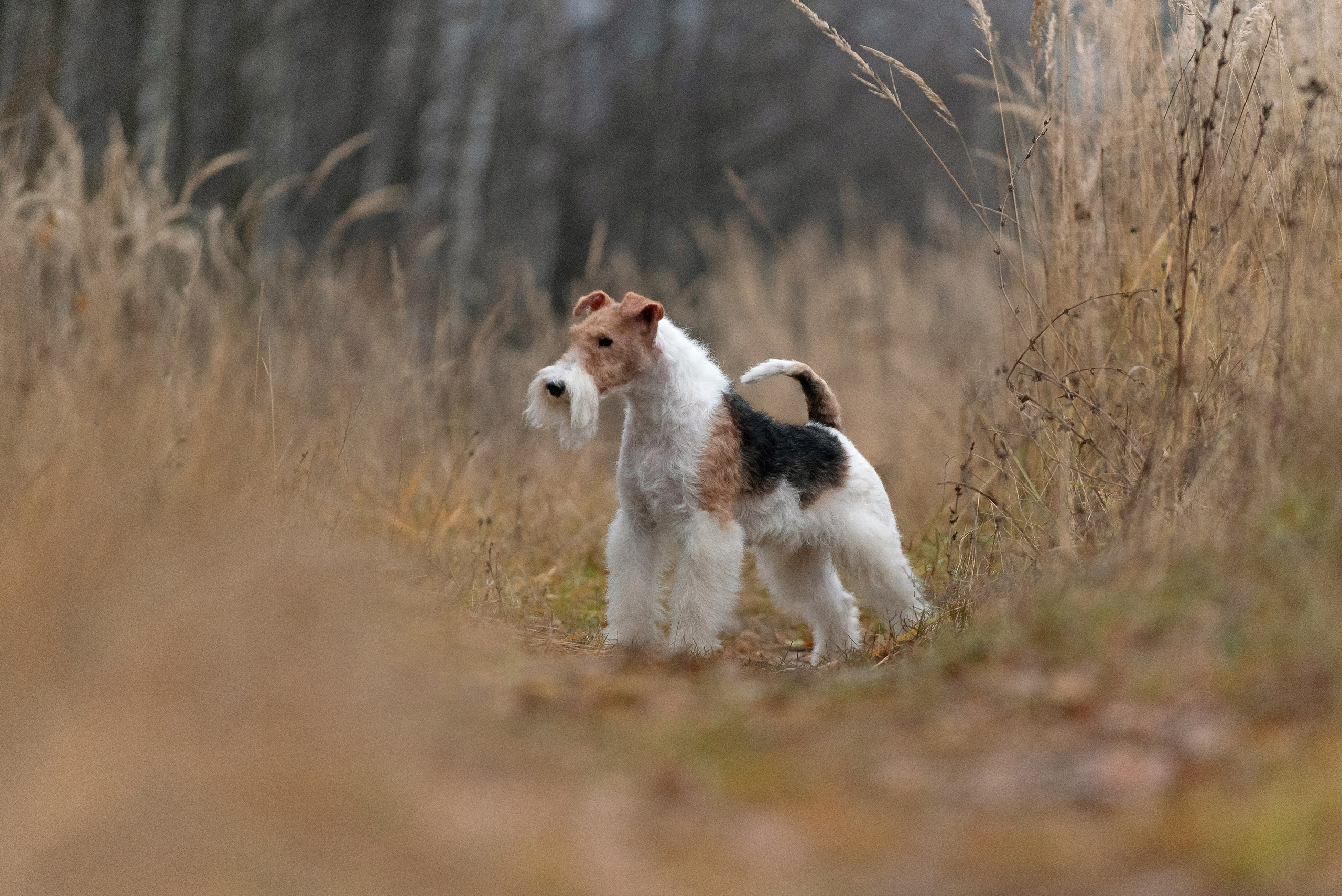 Дерик. Фотограф анималист в Казани Алина Сулейманова. Фотограф животных