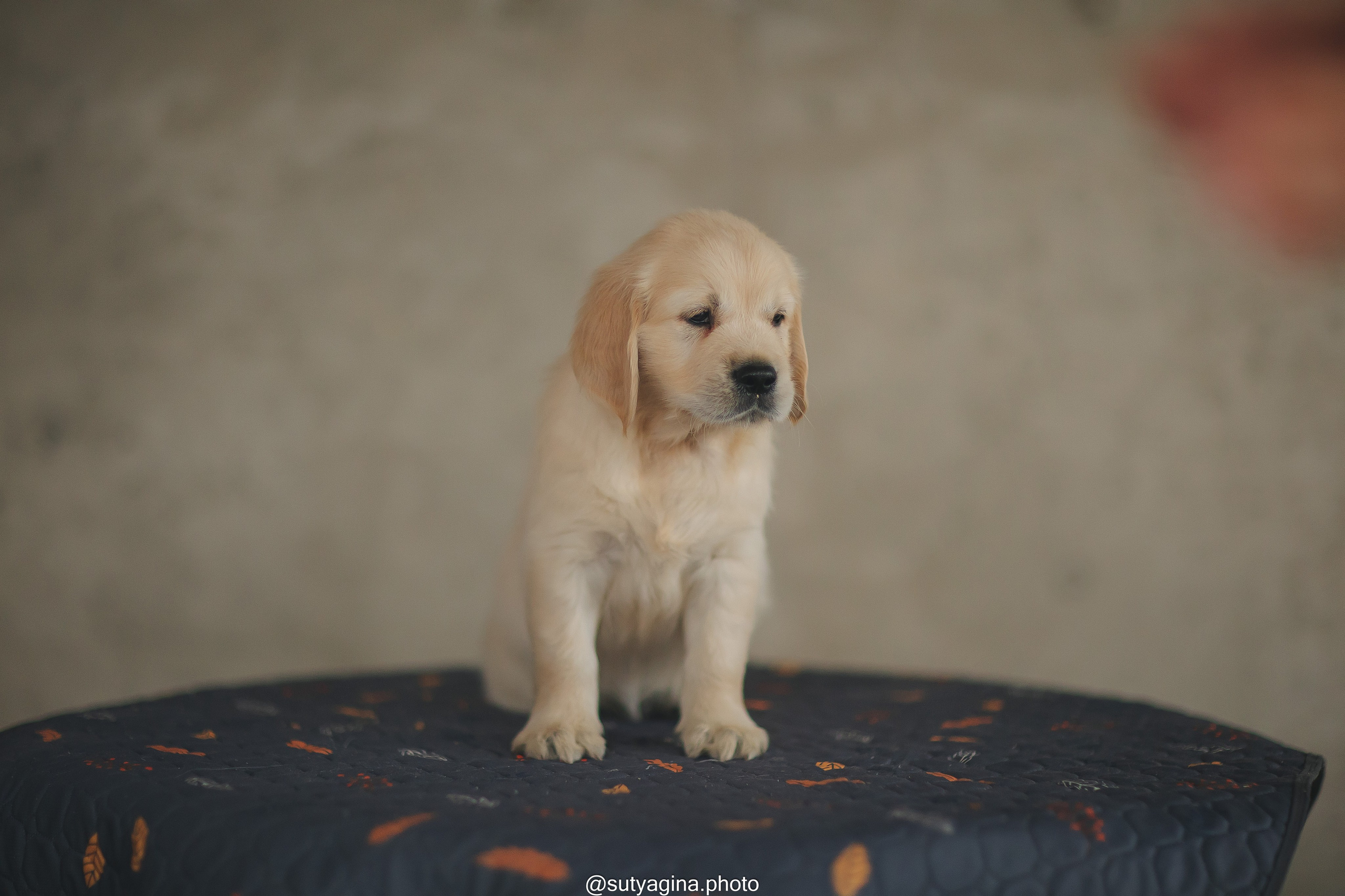 Серая лента. Свадебный и женский фотограф