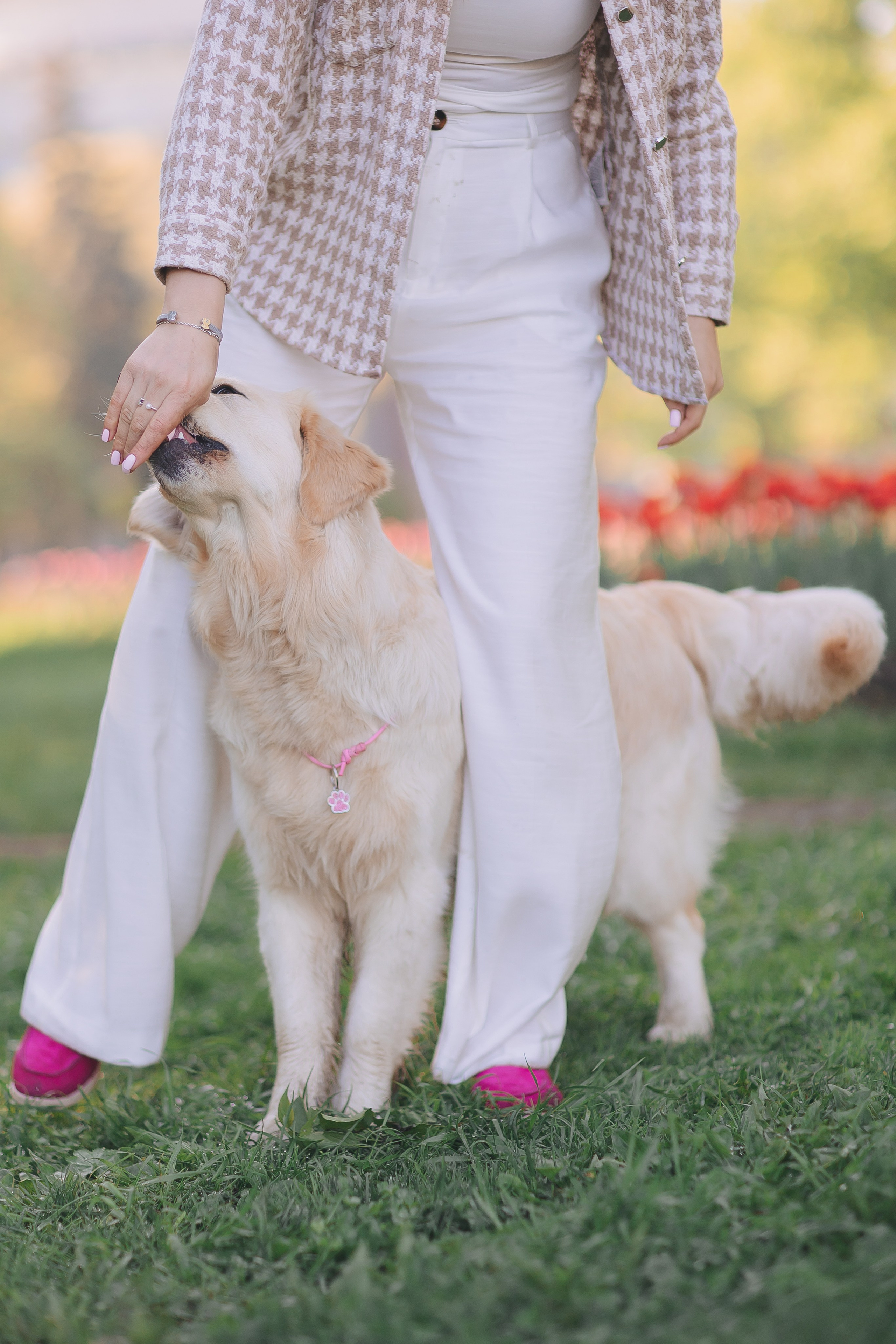Золотистый ретривер Мона, Питер. Свадебный и женский фотограф