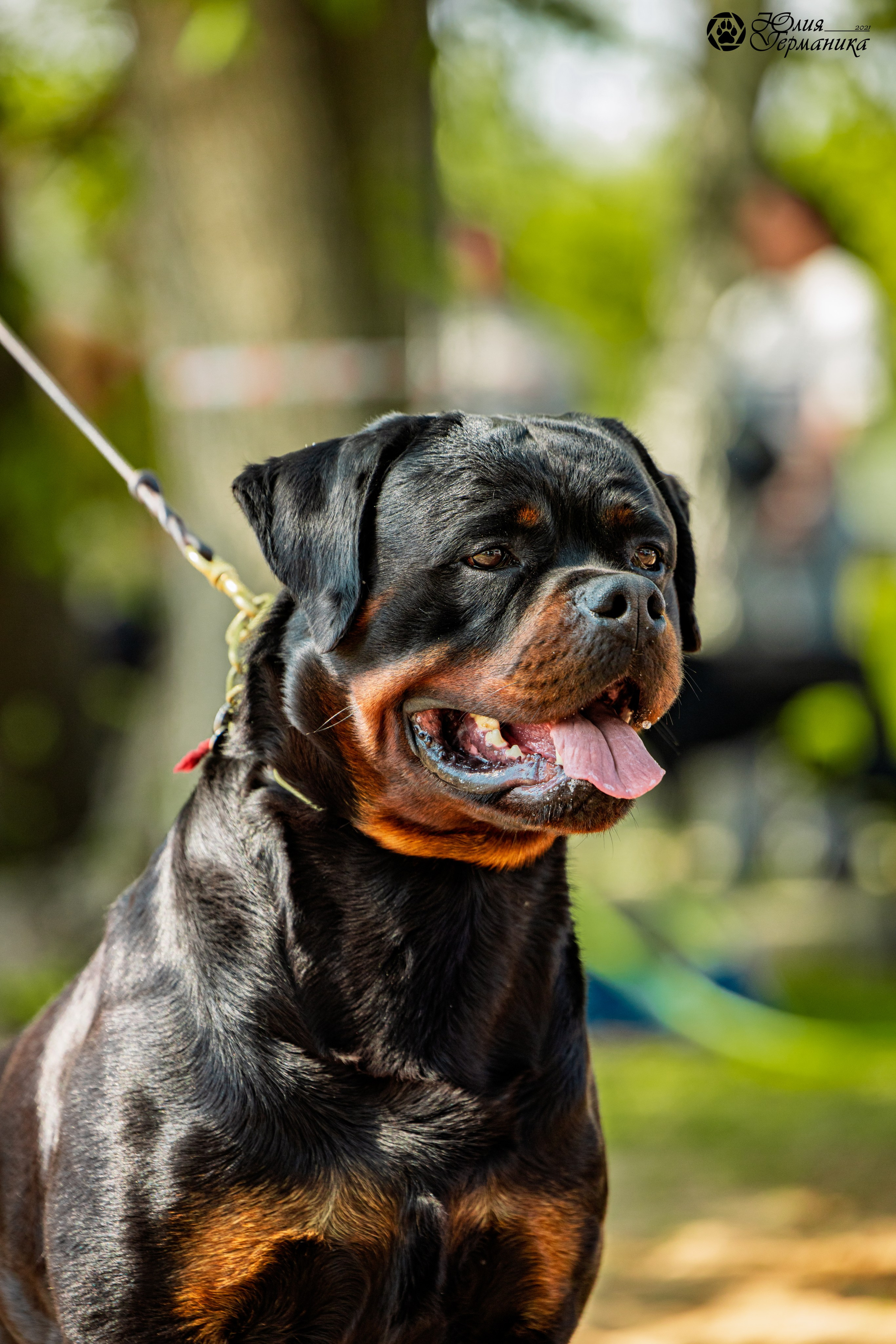 Саратов моно ротвейлеров 26-27.04.2025. Фотограф-анималист Юлия Германика