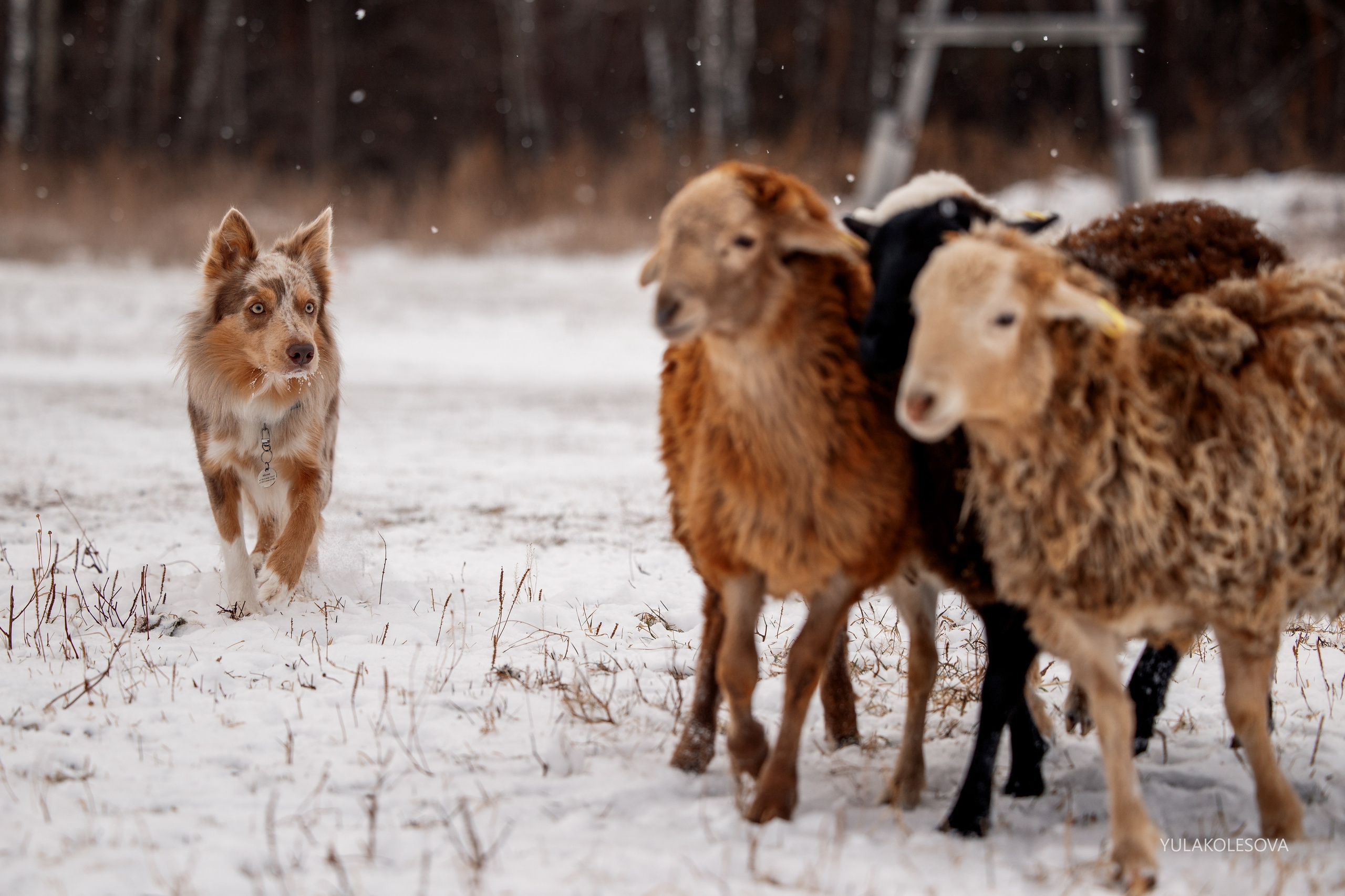 Пастуший интенсив, ноябрь 2024. YULA KOLESOVA | Фотограф — Анималист | Художник | Тюмень