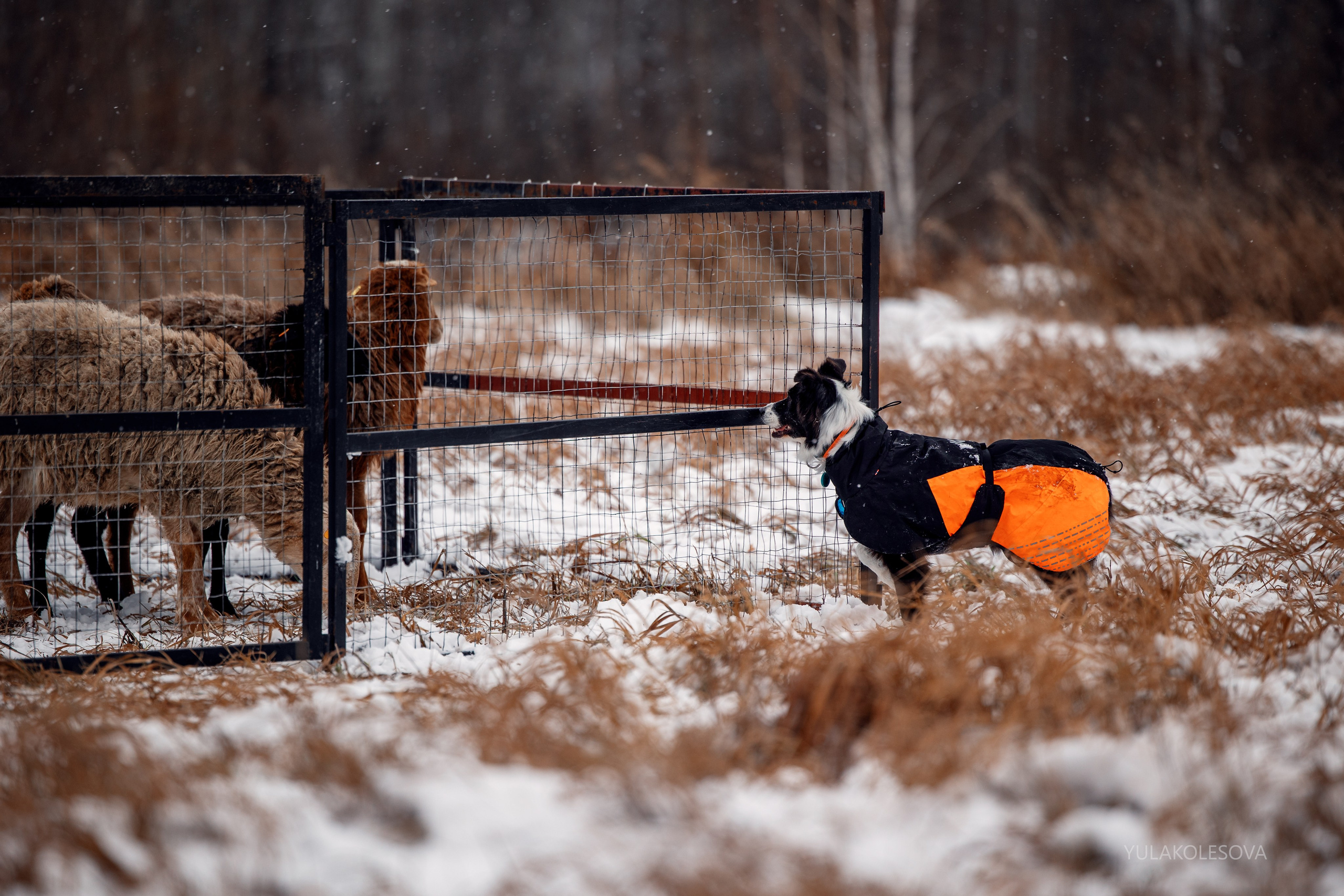 Пастуший интенсив, ноябрь 2024. YULA KOLESOVA | Фотограф — Анималист | Художник | Тюмень