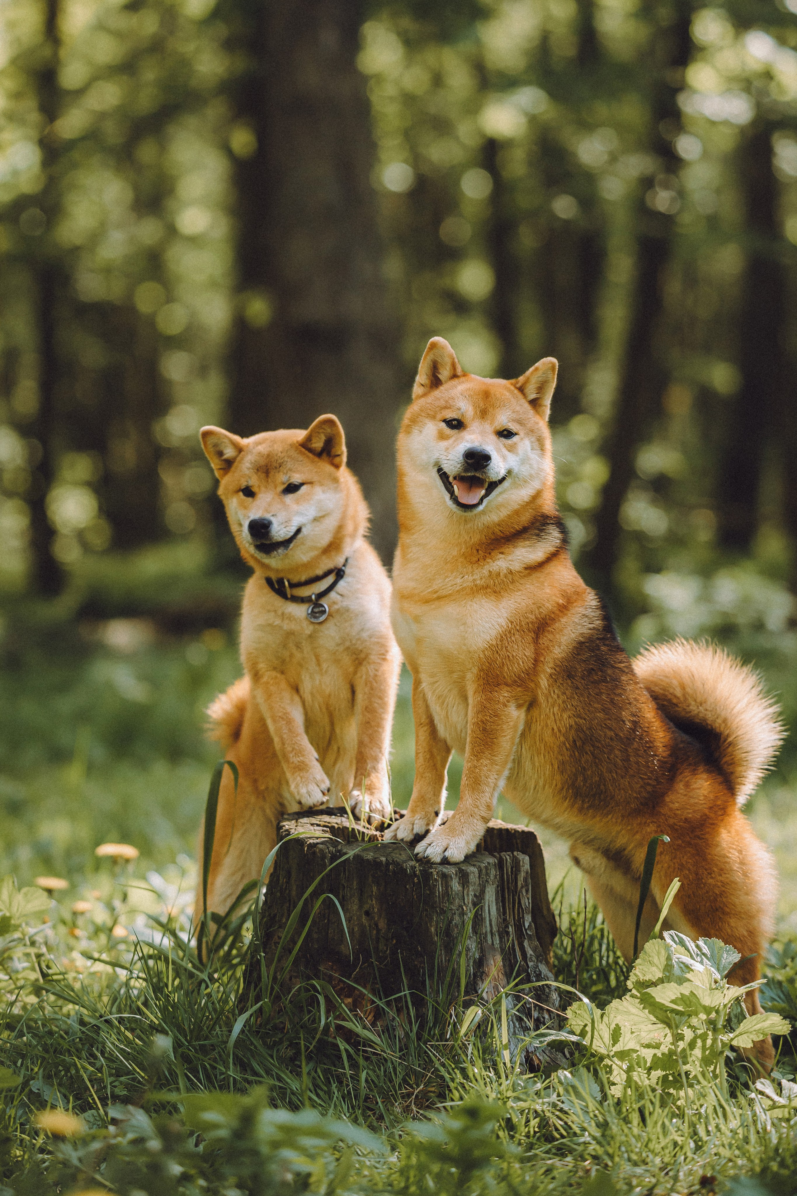 Шед, Цири, Чиби, Цера и их семья