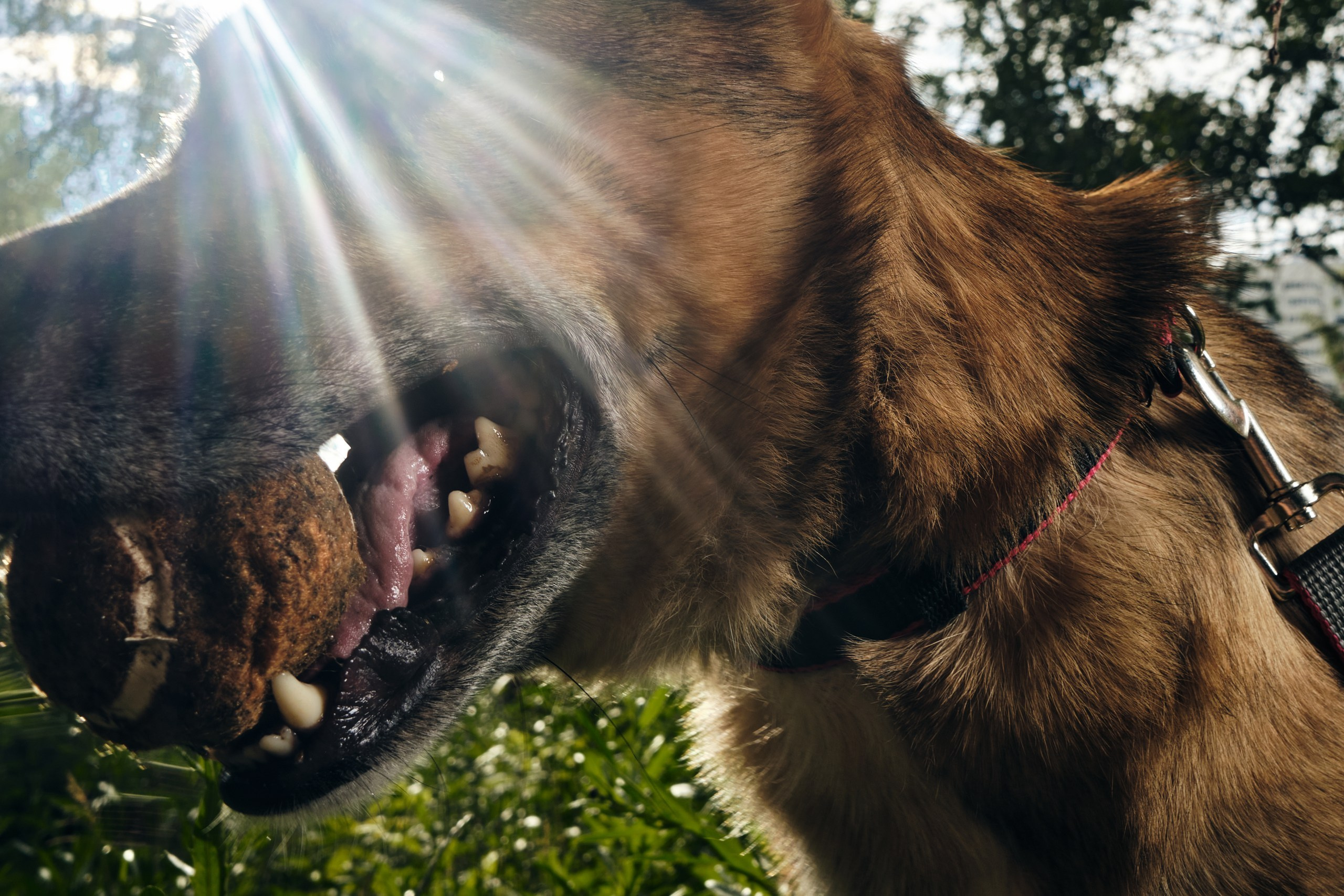 Фотосессия  для паши пса. Профессиональный фотограф в Москве — Максим Дьяконов