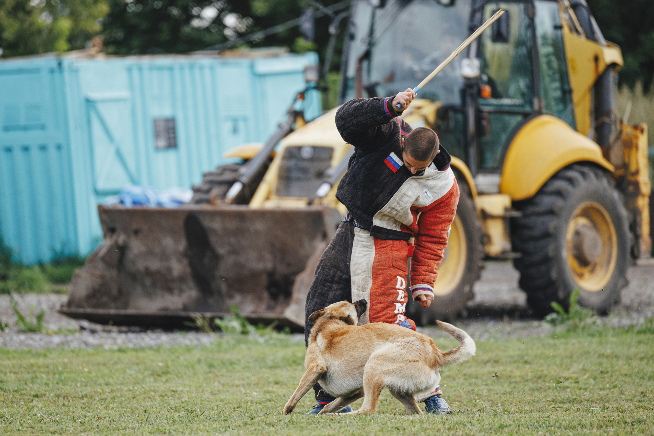 08.08.25-10.08.25 ЧР по мондьорингу г. Вологда. Фотограф-анималист Анна Маринич