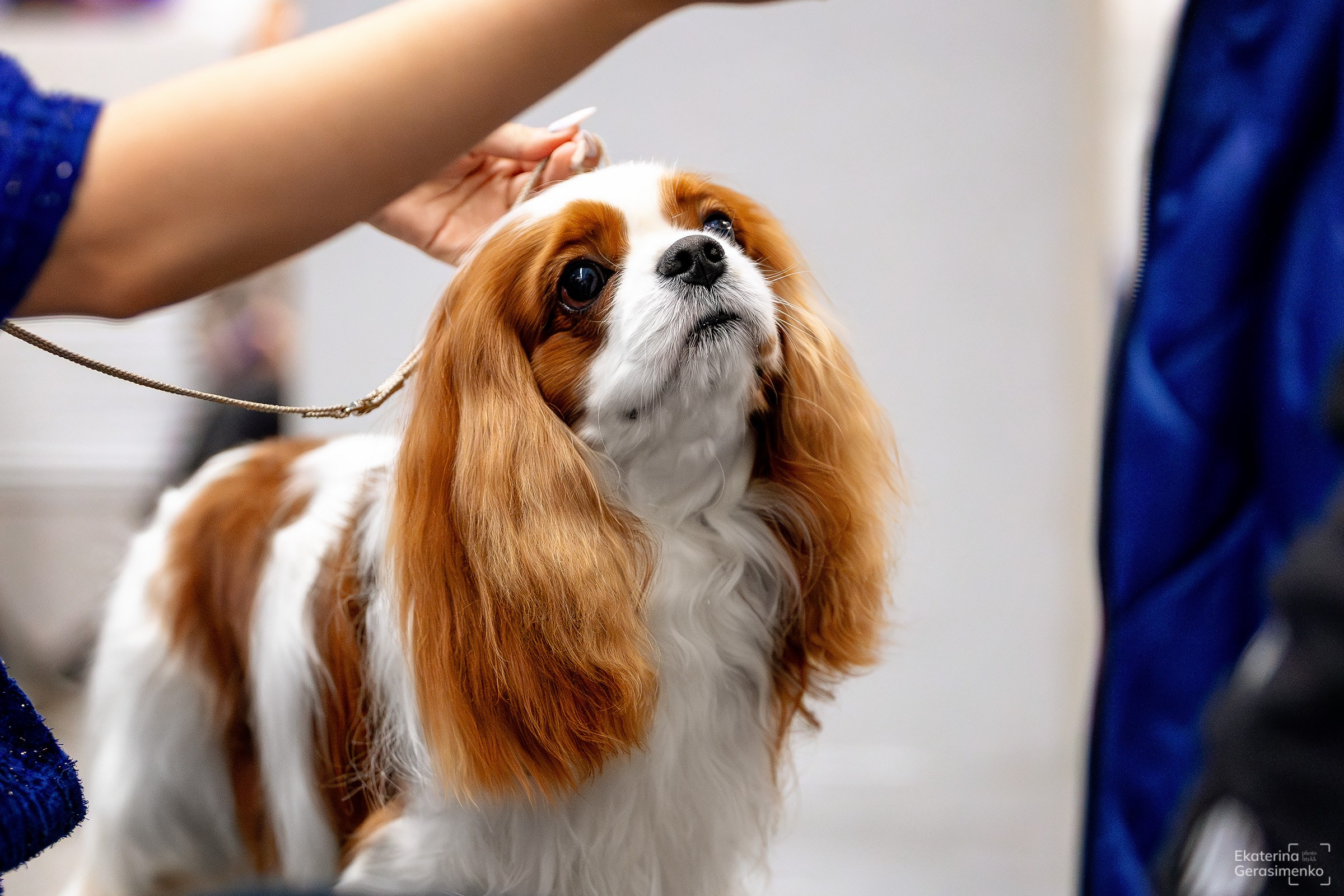 18 января 2025, Выставка РКФ, г. Пермь. Htykk_photo