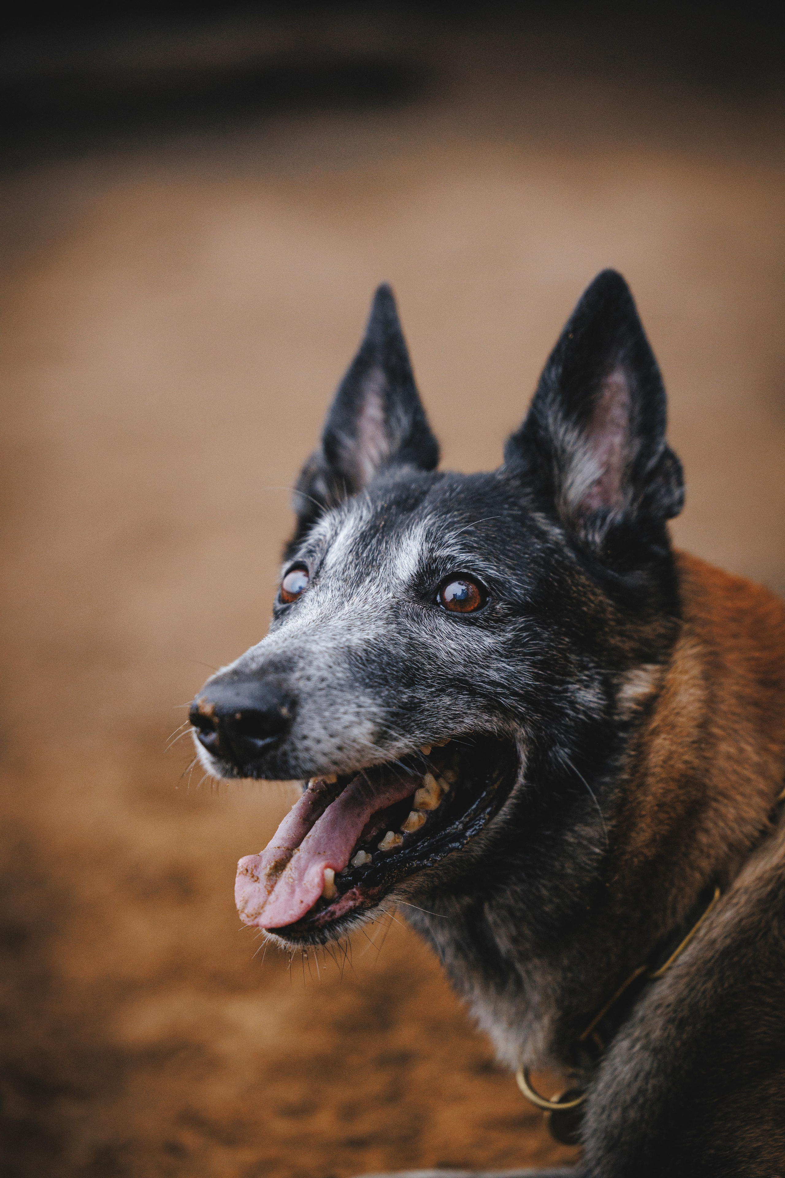 Омен, Айс и Рицу. Фотограф-анималист Анна Маринич