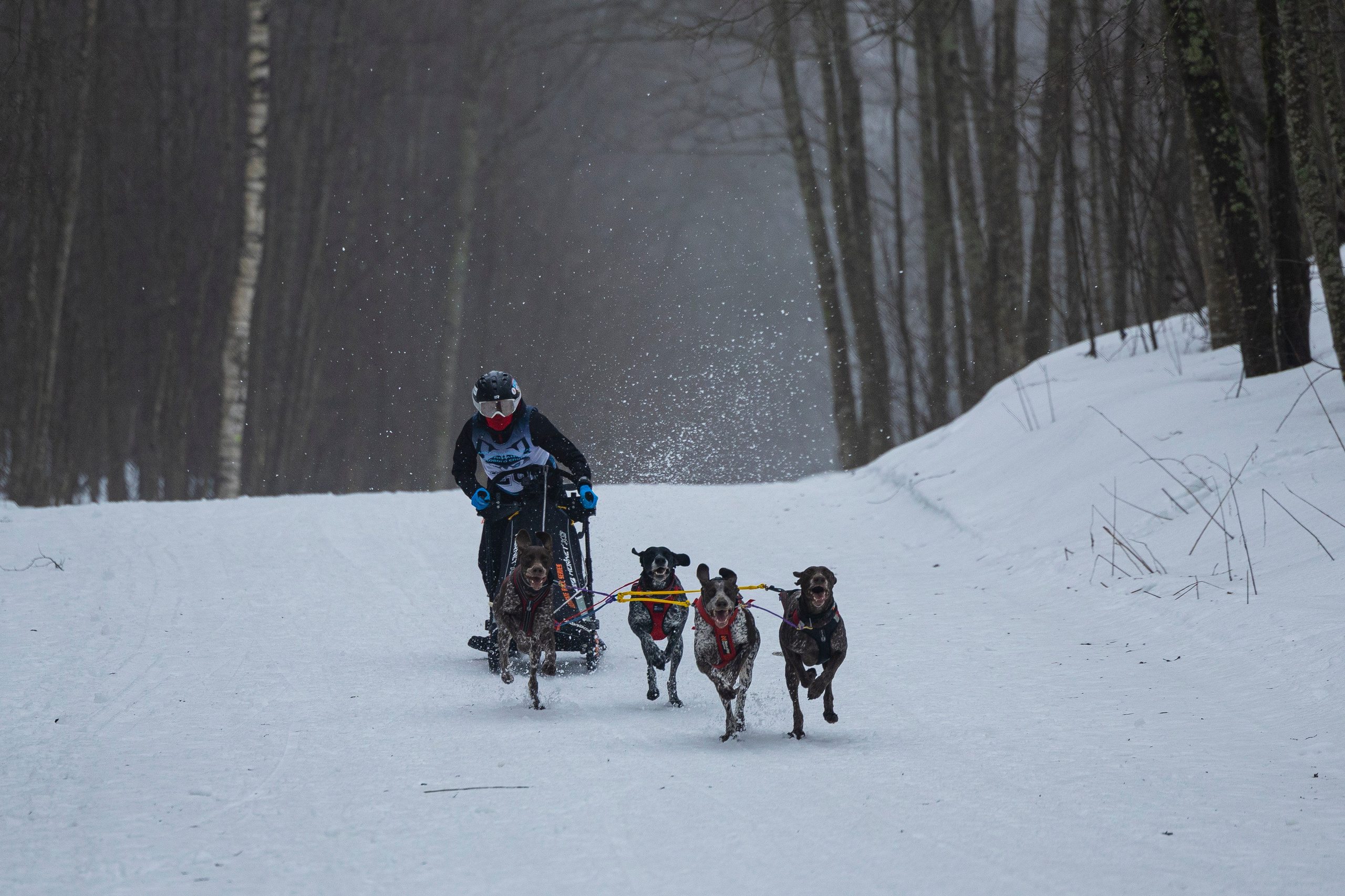 Зимний Чемпионат Санкт-Петербурга по ездовому спорту. Фотограф-анималист Анна Маринич