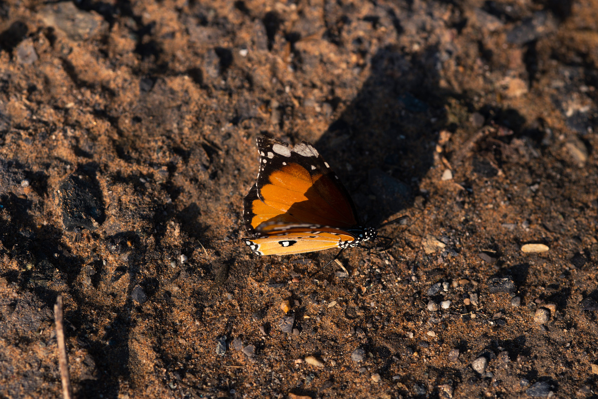 Рас-эль-Хайма. Photographer Sonkina Tatiana (Tanya Ash)