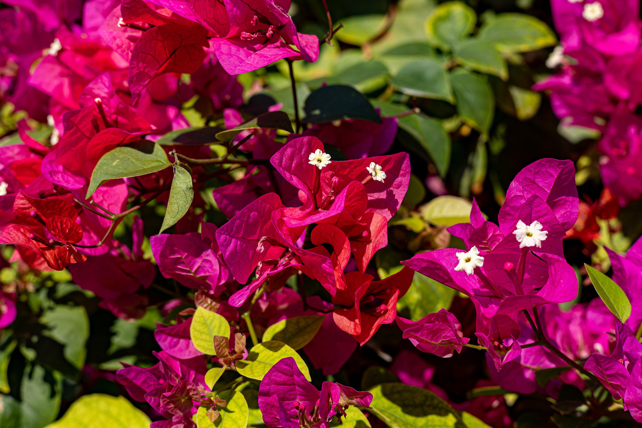 Рас-эль-Хайма. Photographer Sonkina Tatiana (Tanya Ash)