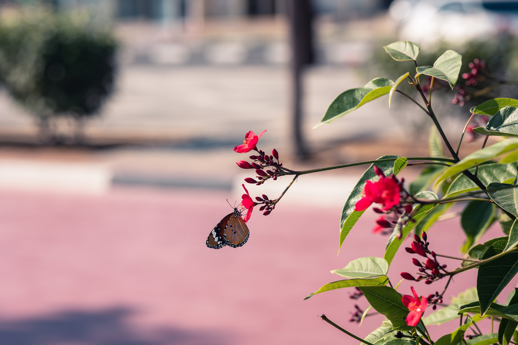 Рас-эль-Хайма. Photographer Sonkina Tatiana (Tanya Ash)