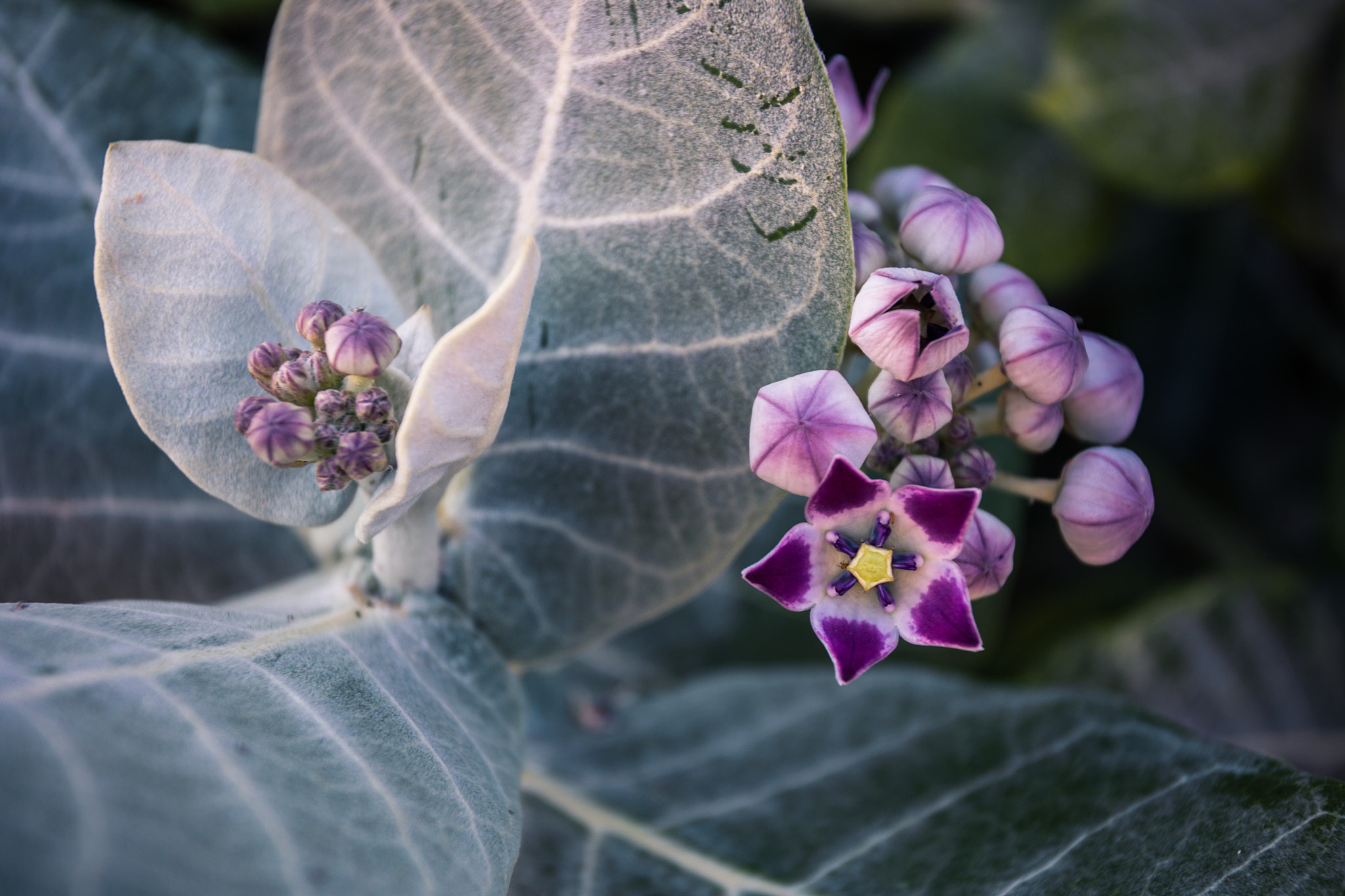 Рас-эль-Хайма. Photographer Sonkina Tatiana (Tanya Ash)