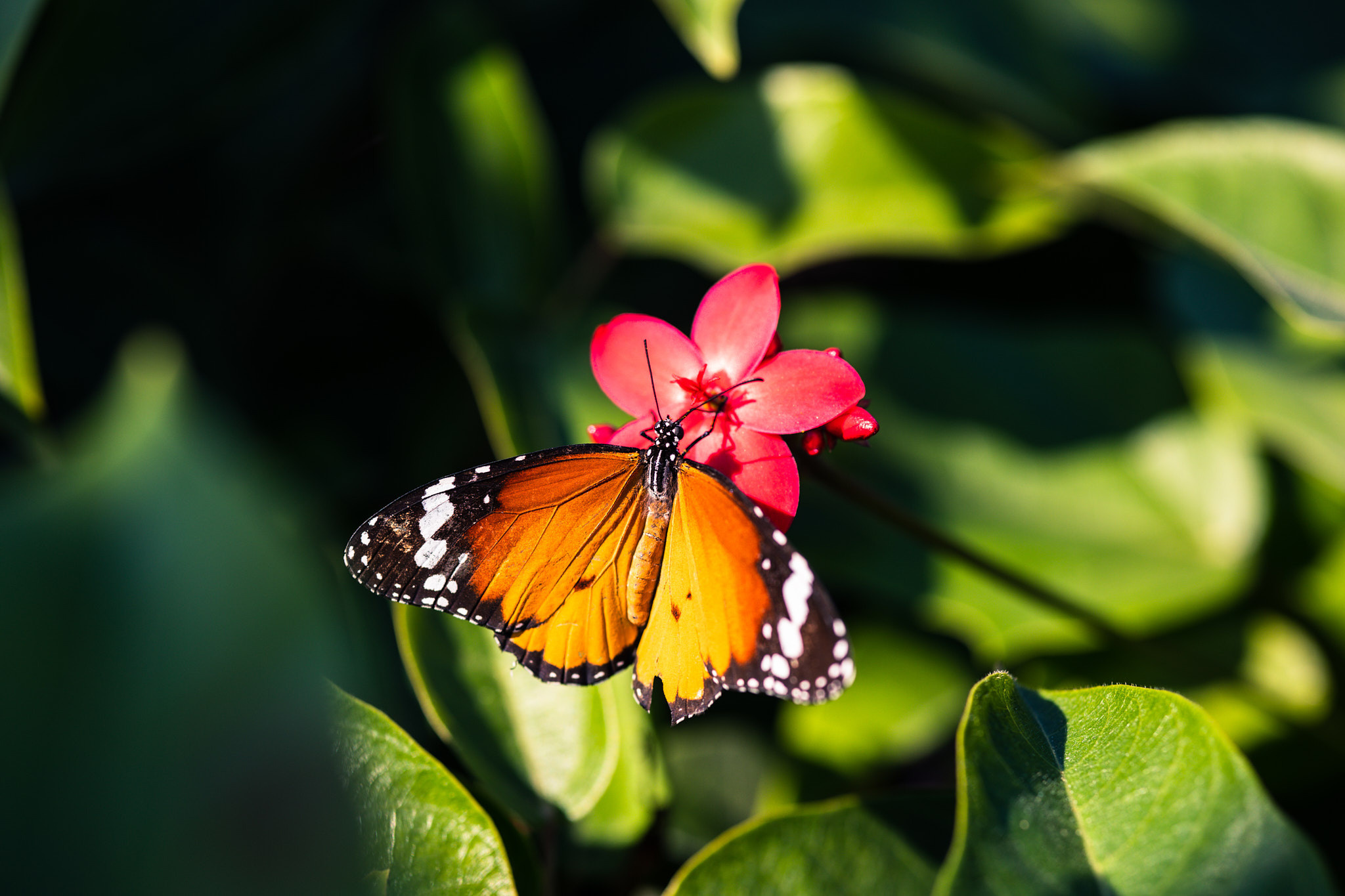 Рас-эль-Хайма. Photographer Sonkina Tatiana (Tanya Ash)