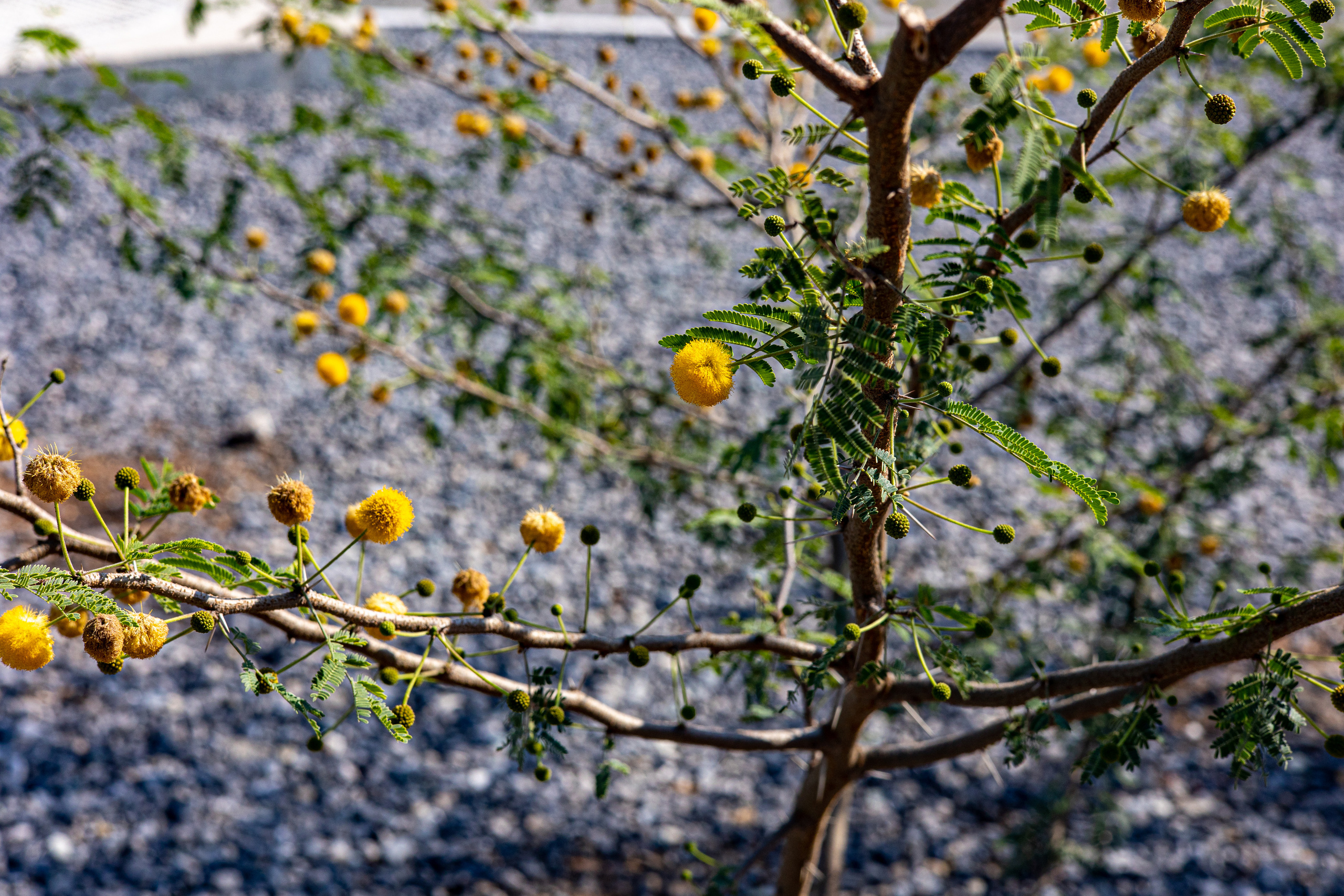 Рас-эль-Хайма. Photographer Sonkina Tatiana (Tanya Ash)