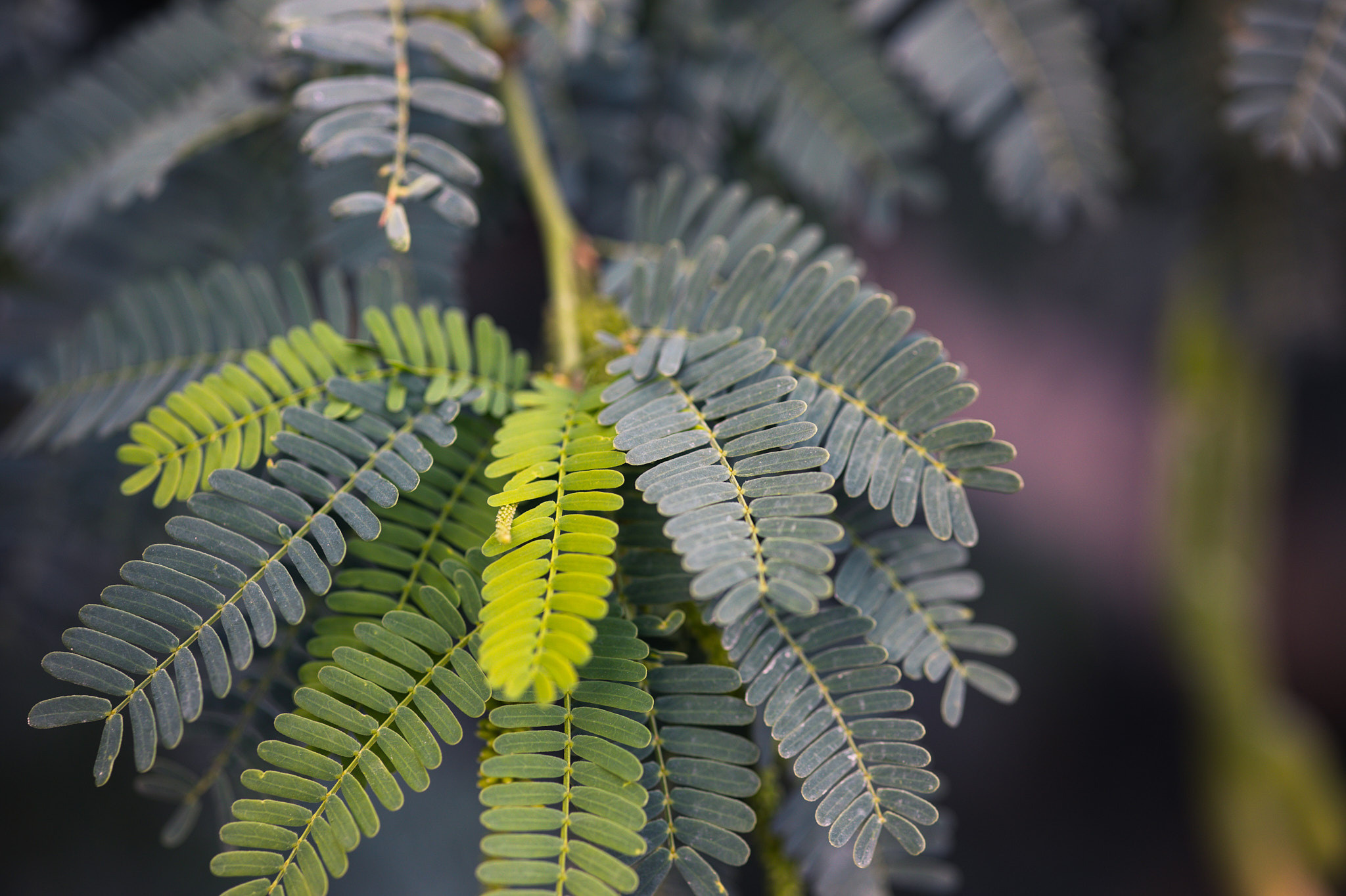 Рас-эль-Хайма. Photographer Sonkina Tatiana (Tanya Ash)