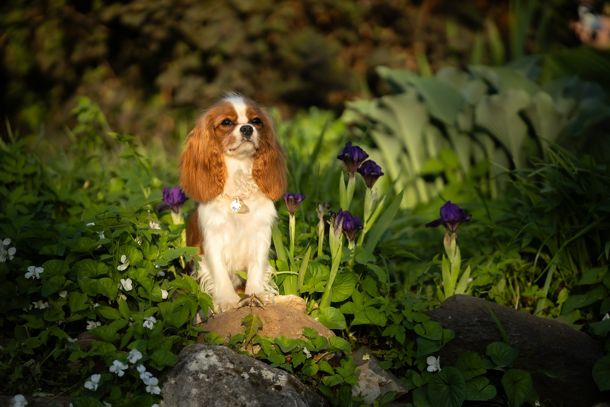 Собаки. Фотограф-анималист Юлия Удовенко
