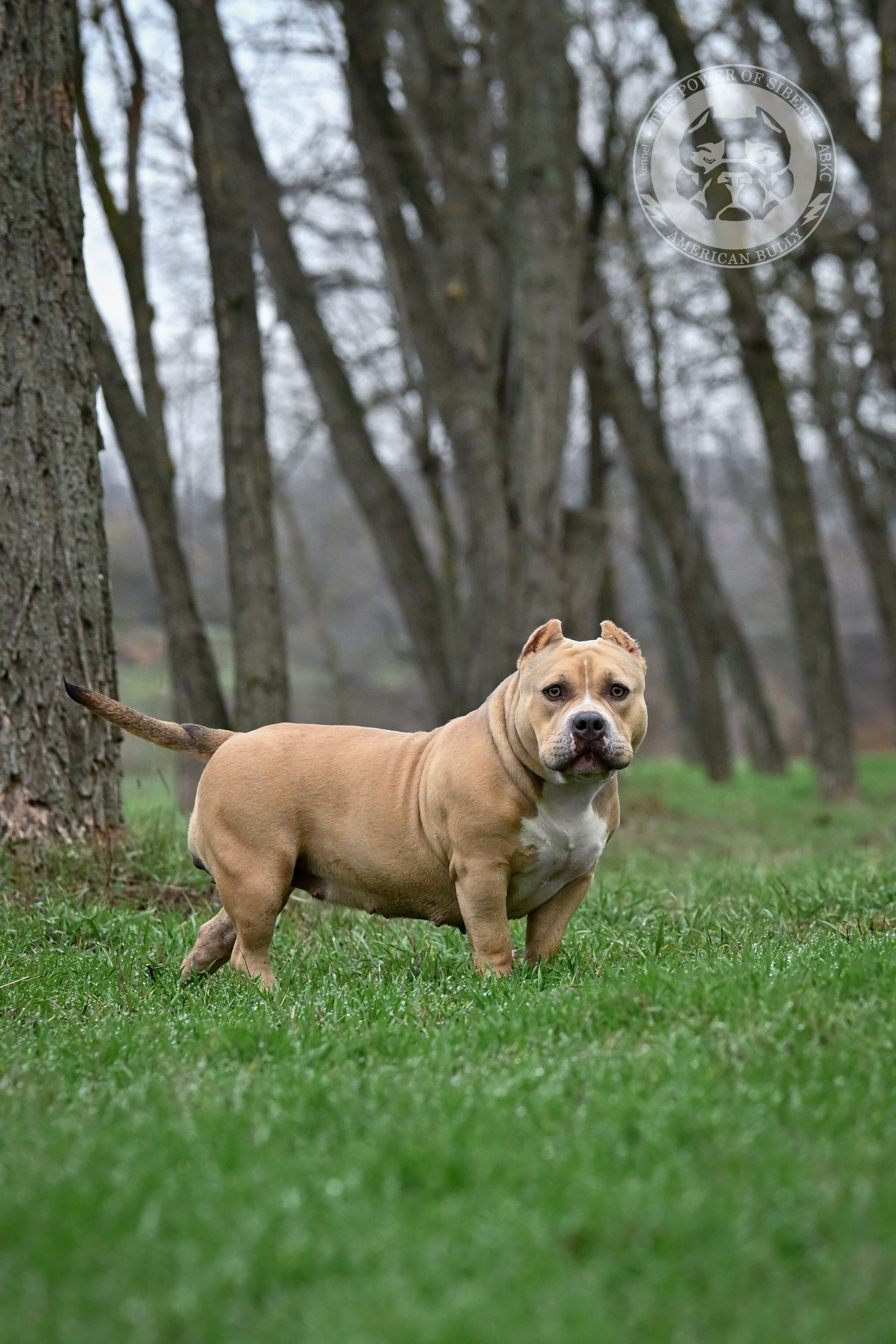 купить щенка Американского булли в Астрахани, кобель на вязку American Bully в Ставрополе, кобель на вязку Американский булли в Ставрополе, 