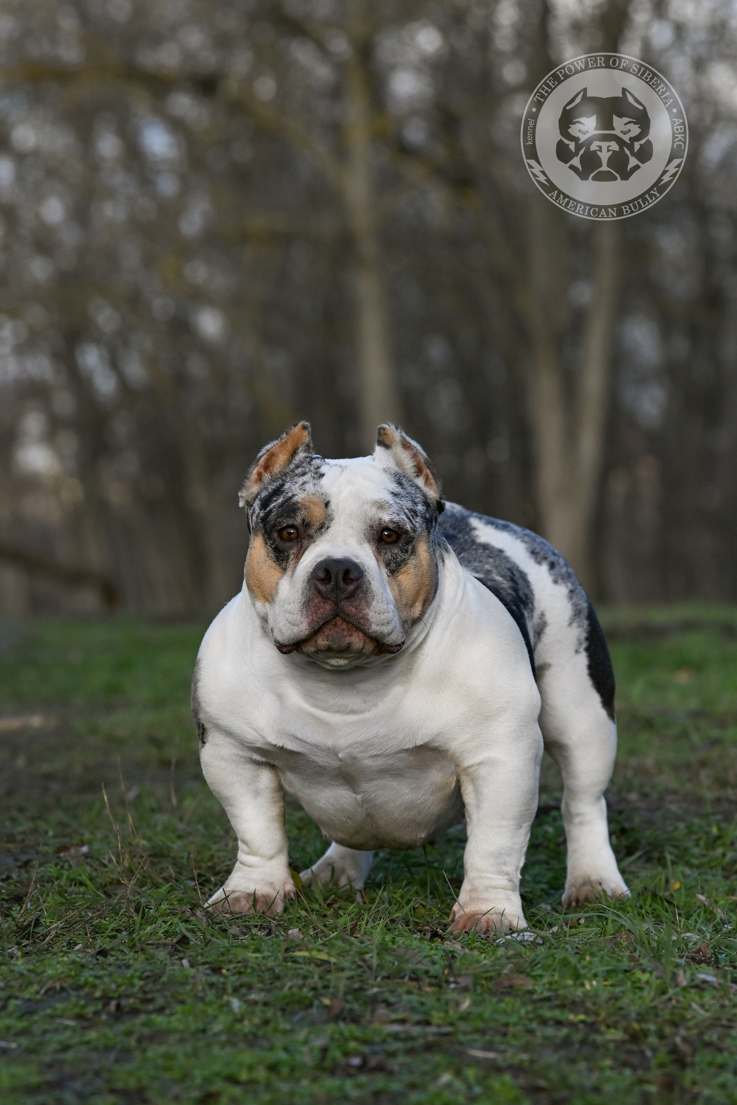 THE POWER OF SIBERIA BAFFI. Американский Булли в г. Ростов-на-Дону. Питомник THE POWER OF SIBERIA