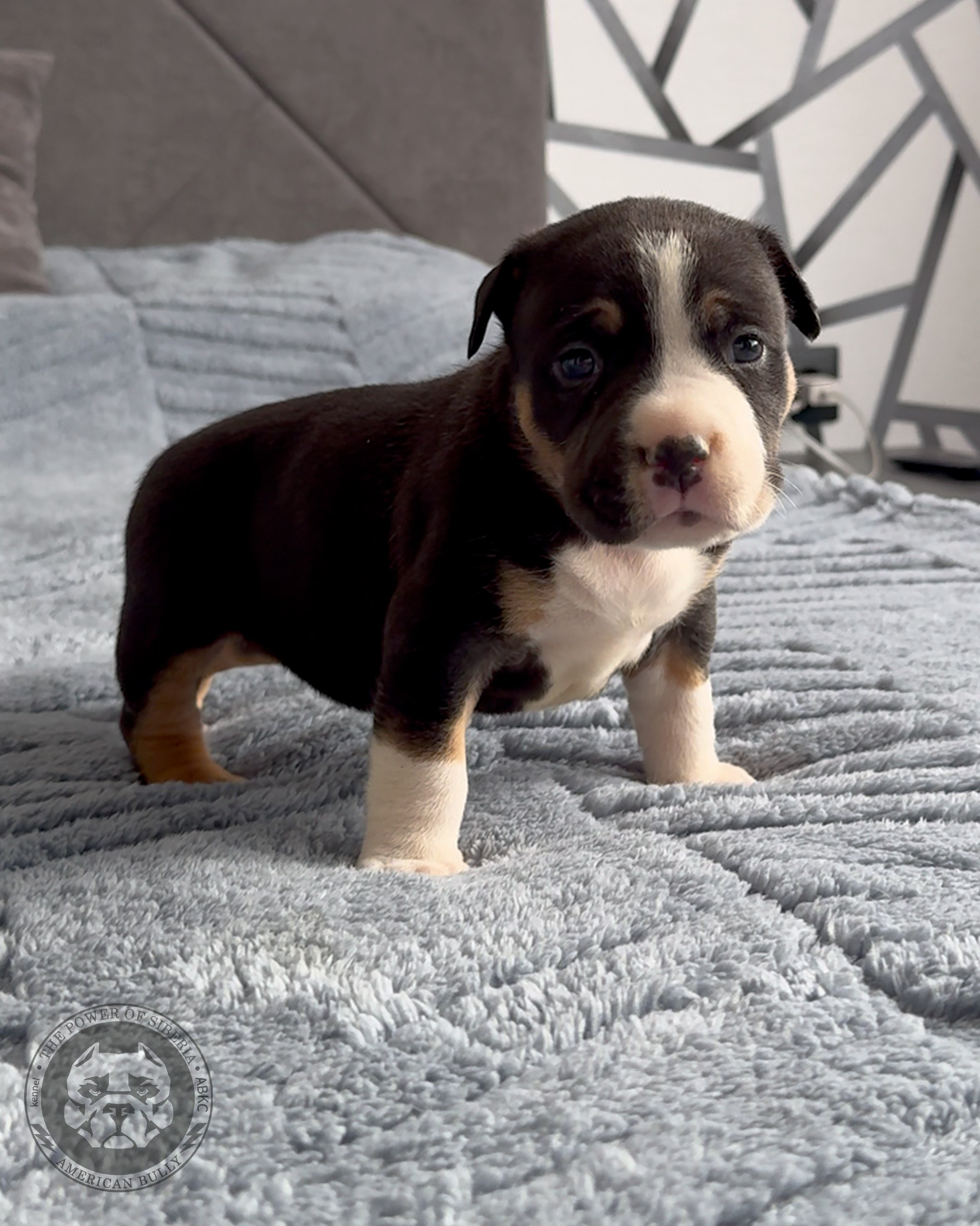 Свободные щенки Американский Булли, в типах покет, классик, стандарт. Американский Булли в г. Ростов-на-Дону. Питомник THE POWER OF SIBERIA