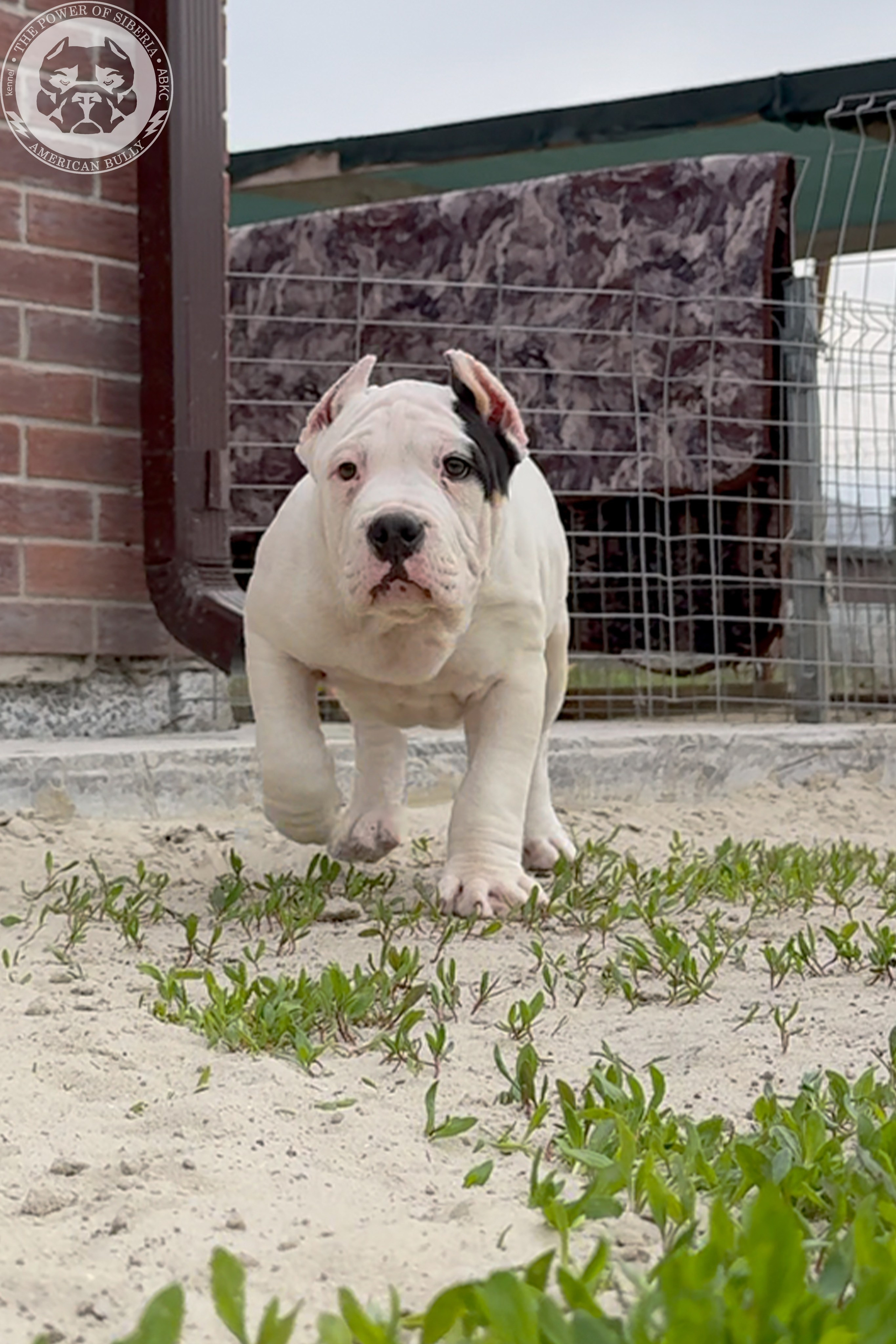 20.01.26-Рокси-Арчи. Американский Булли в г. Ростов-на-Дону. Питомник THE POWER OF SIBERIA